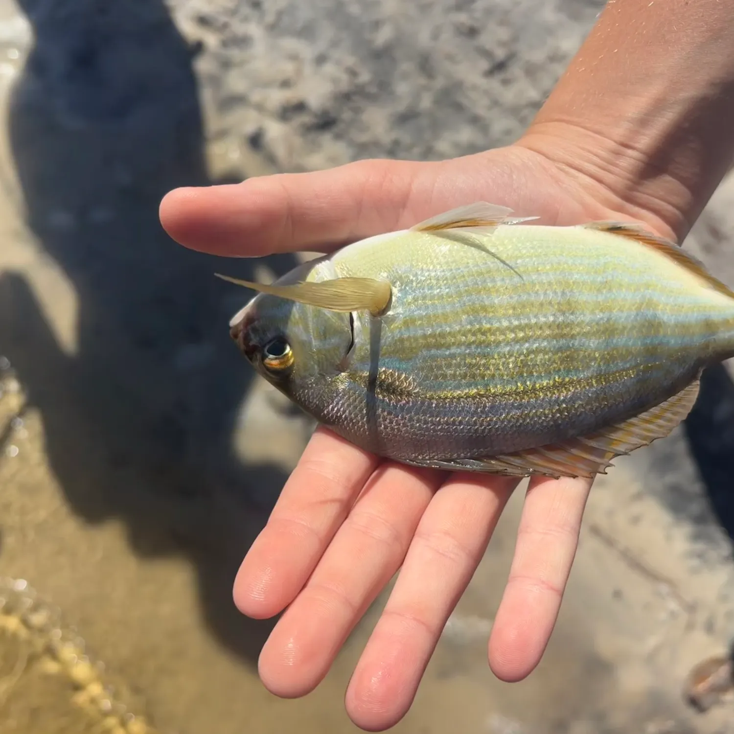 Pinfish caught on Fishbrain