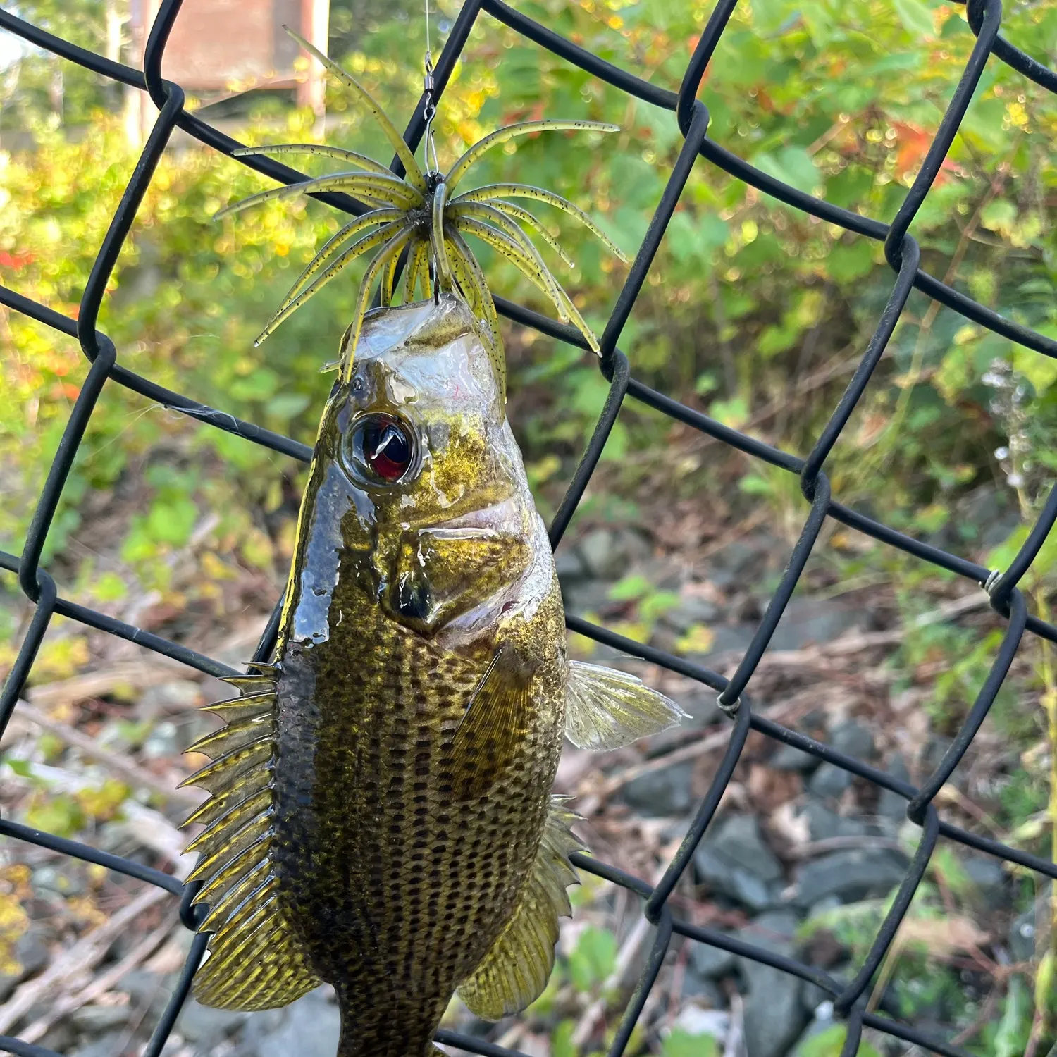 Rock bass caught on Fishbrain