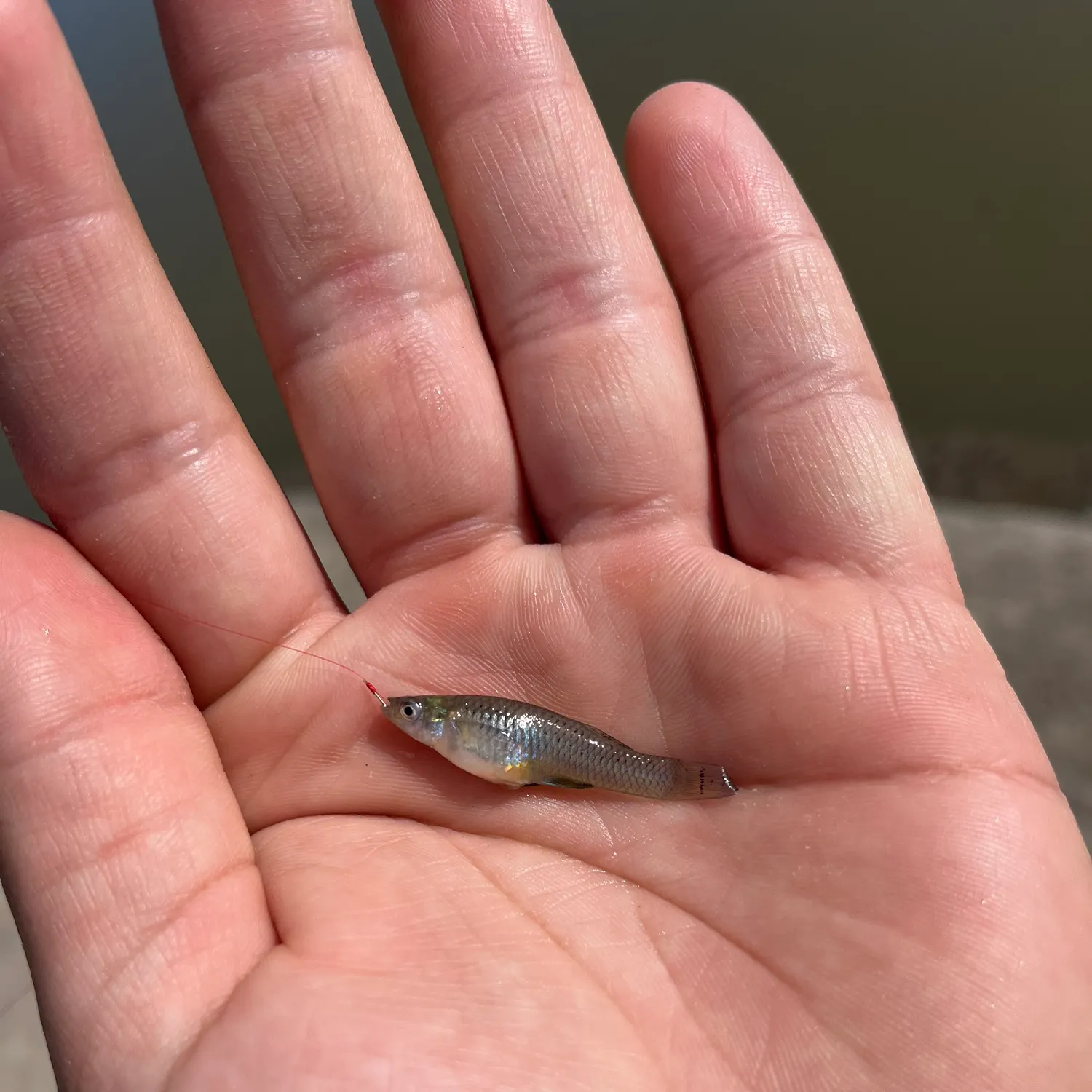 The most recent Western mosquitofish catches on Fishbrain