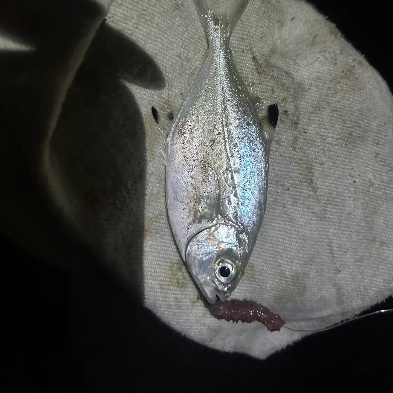 The most recent Leerfish catches on Fishbrain