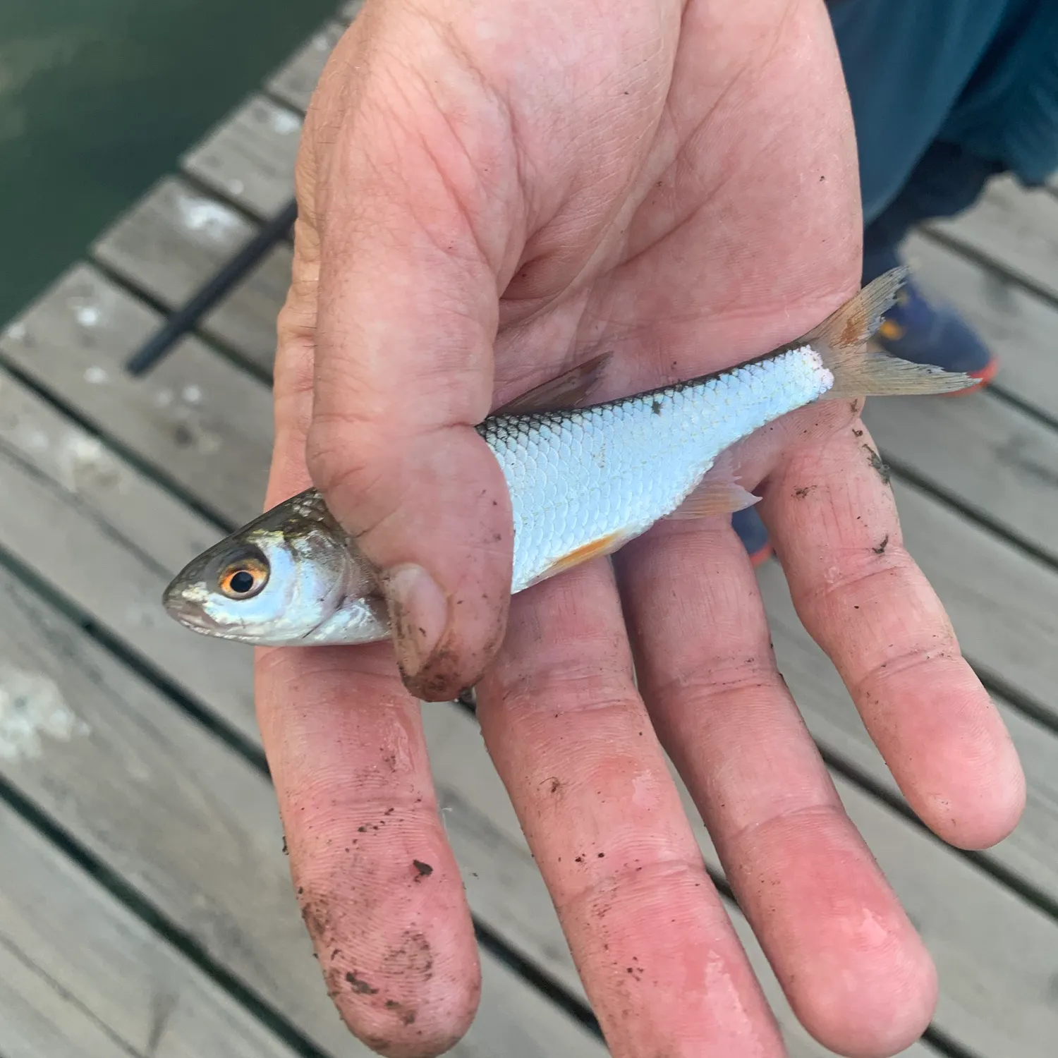 The most recent Common bleak catches on Fishbrain