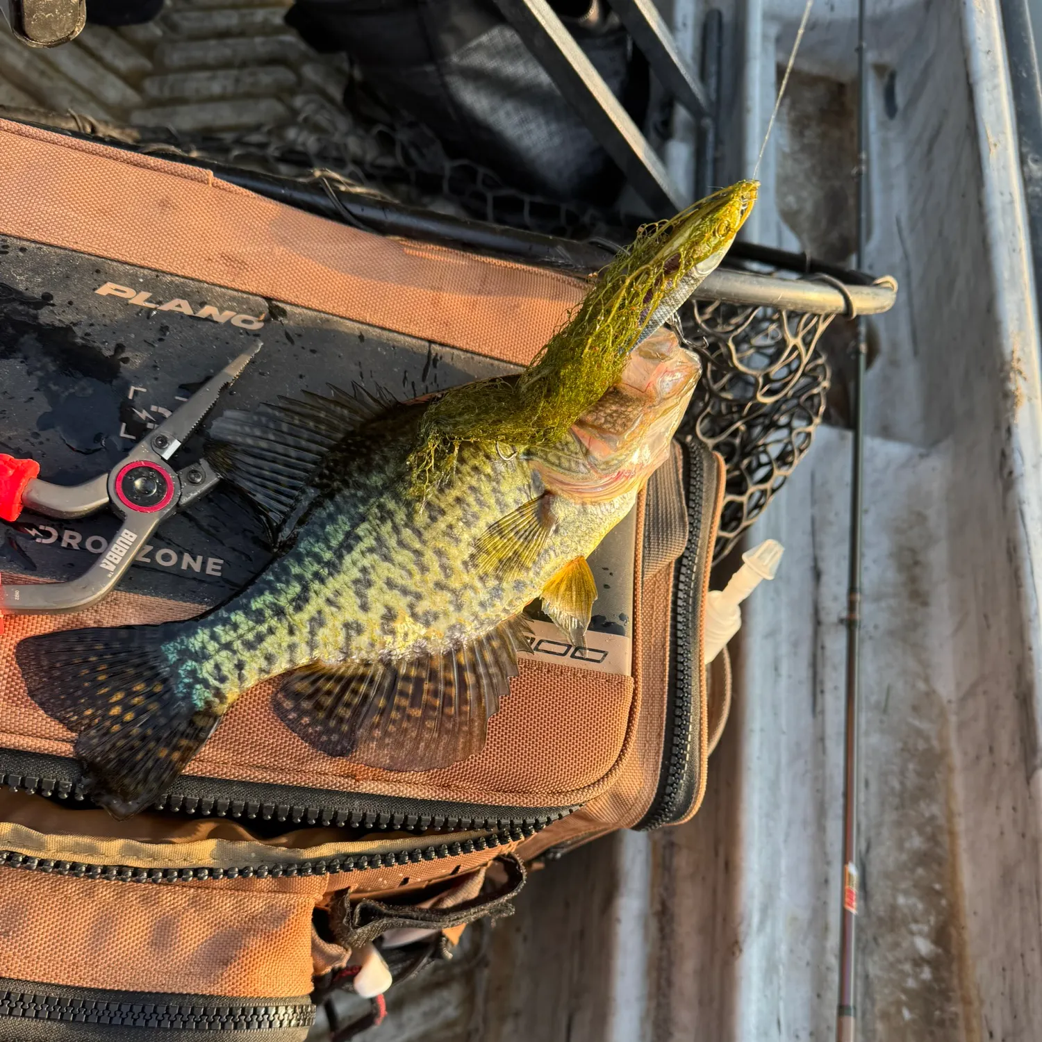Black crappie caught on Fishbrain