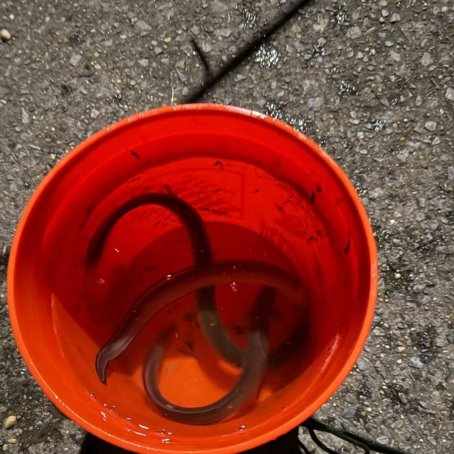 American eel caught on Fishbrain