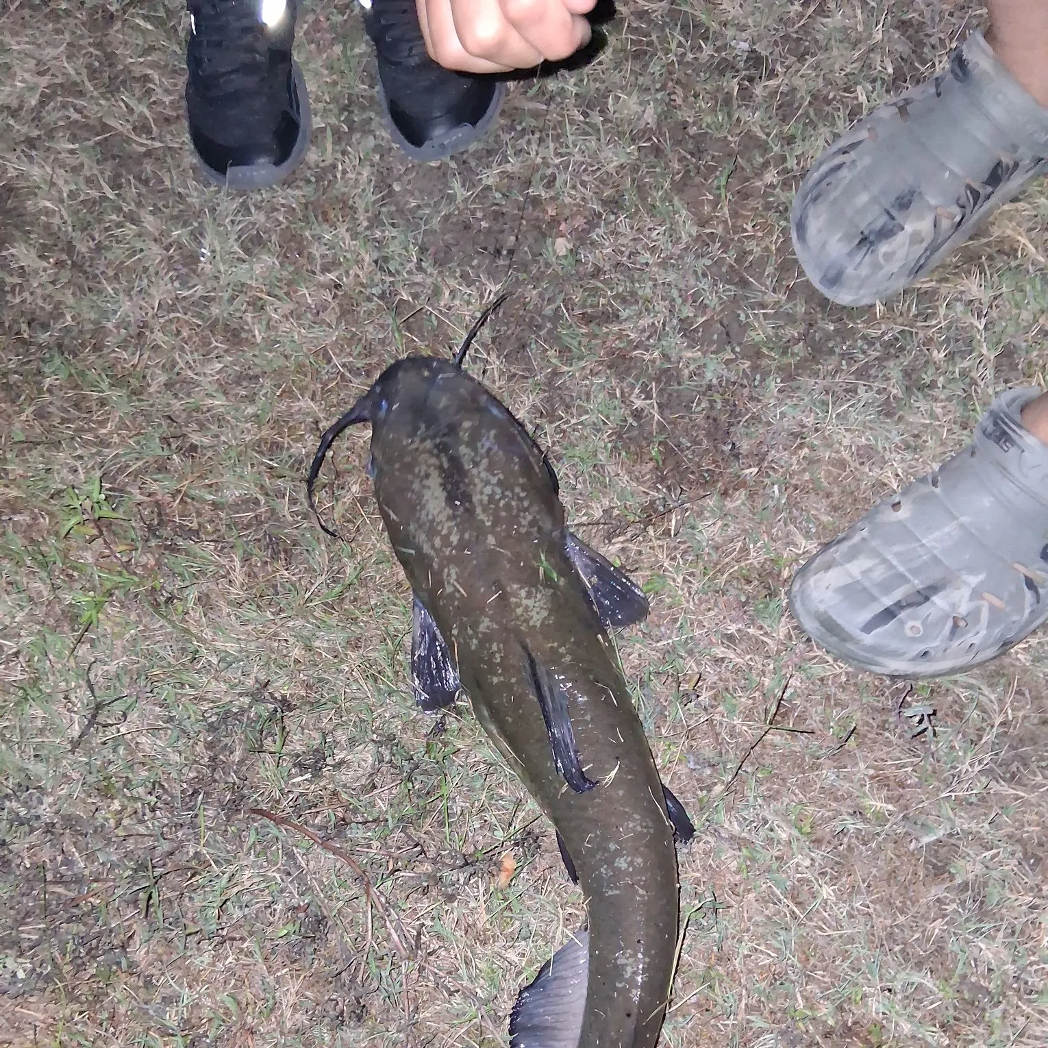 Channel catfish caught on Fishbrain