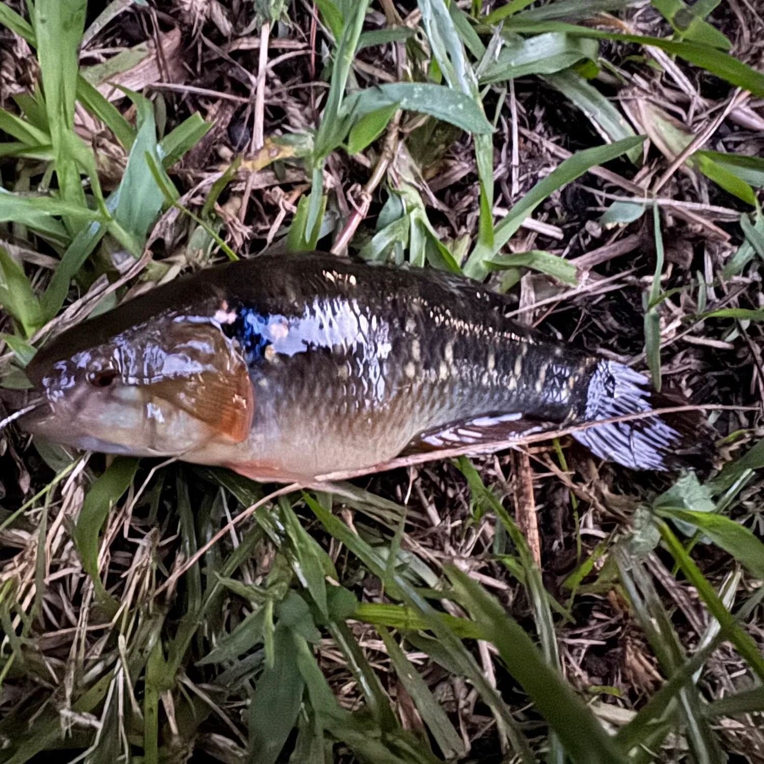 The most recent Olympic mudminnow catches on Fishbrain