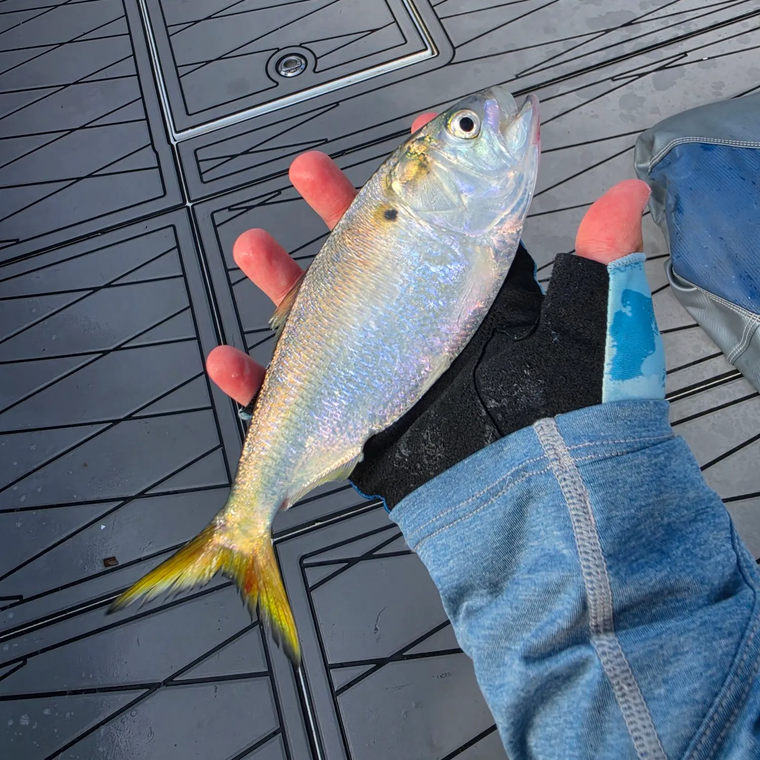 The most recent Gulf menhaden catches on Fishbrain