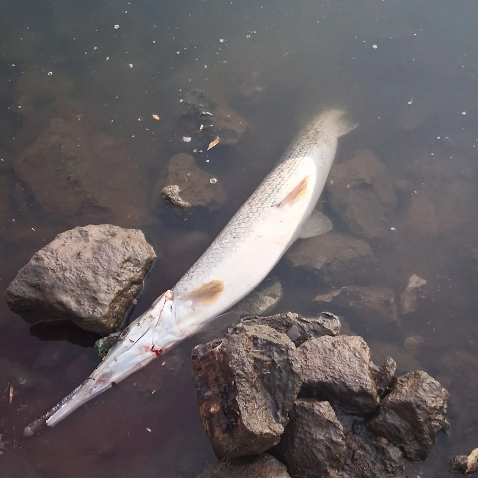 catch
