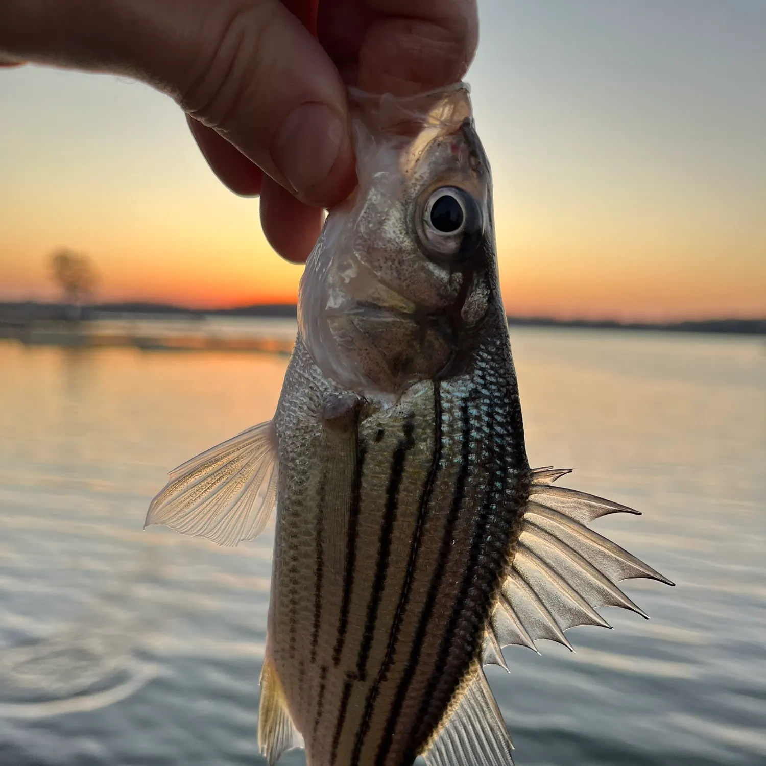 The most recent Yellow bass catches on Fishbrain