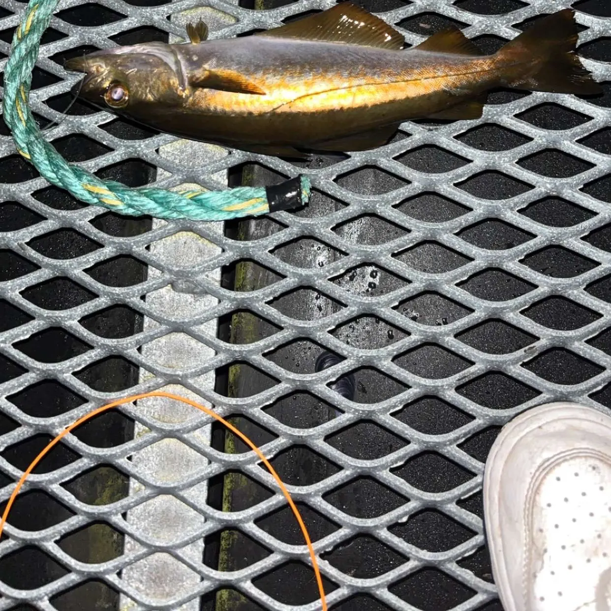 Pollack caught on Fishbrain