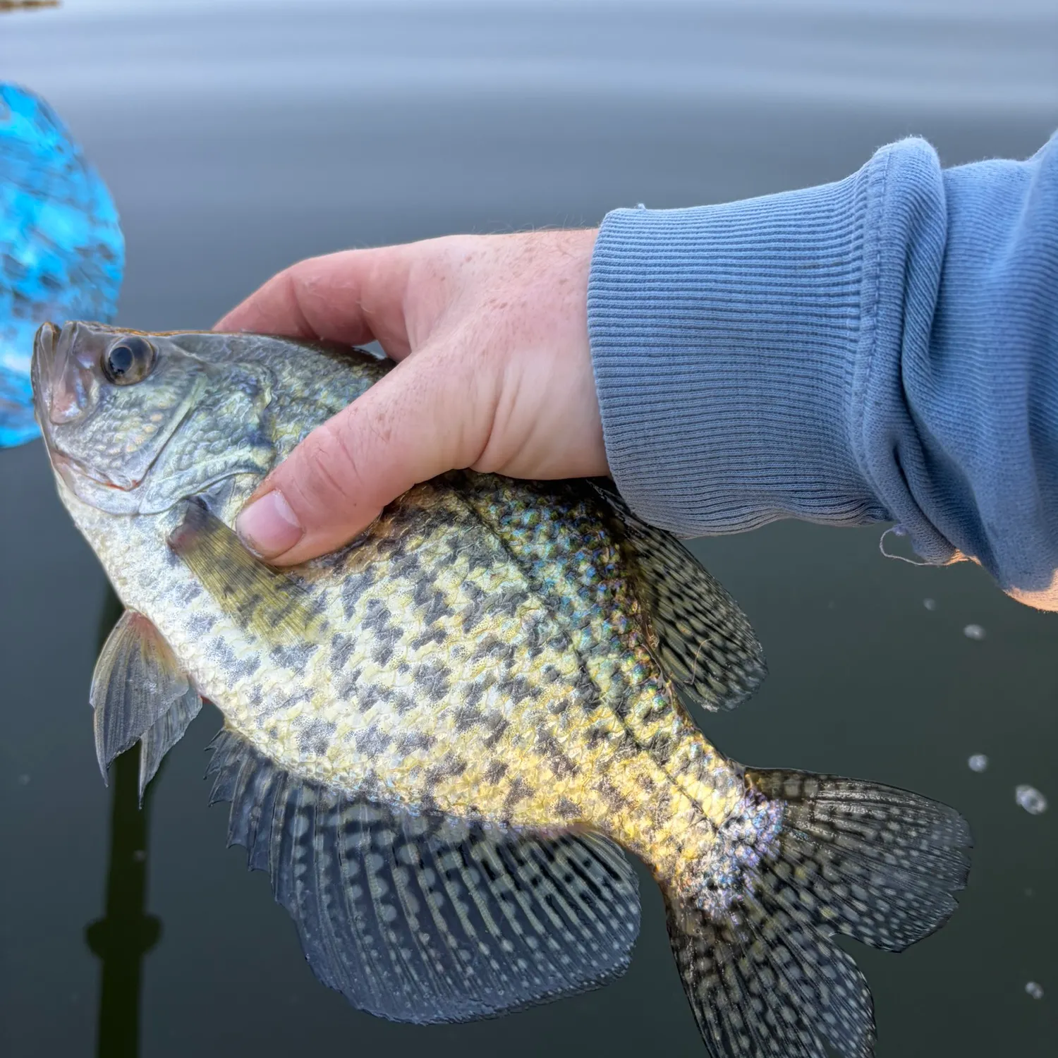 Black crappie caught on Fishbrain