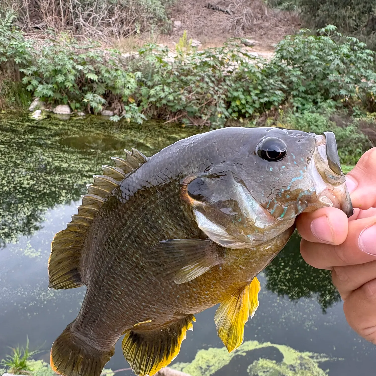Green sunfish caught on Fishbrain