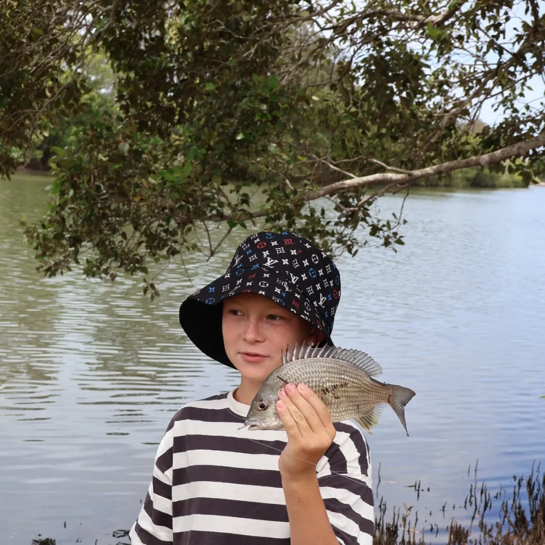 The most recent Pacific seabream catches on Fishbrain