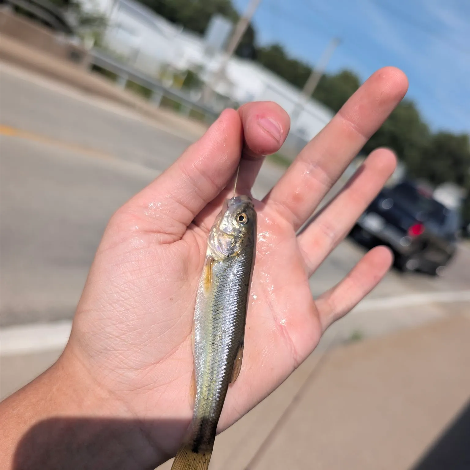 Creek chub caught on Fishbrain