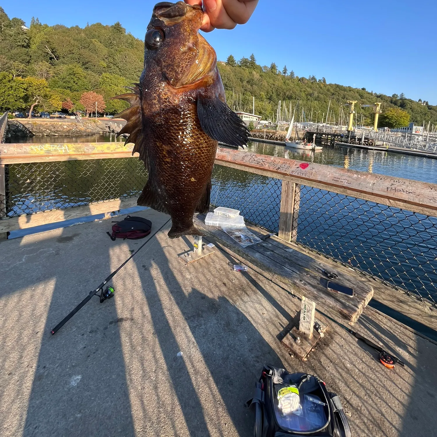 recently logged catches