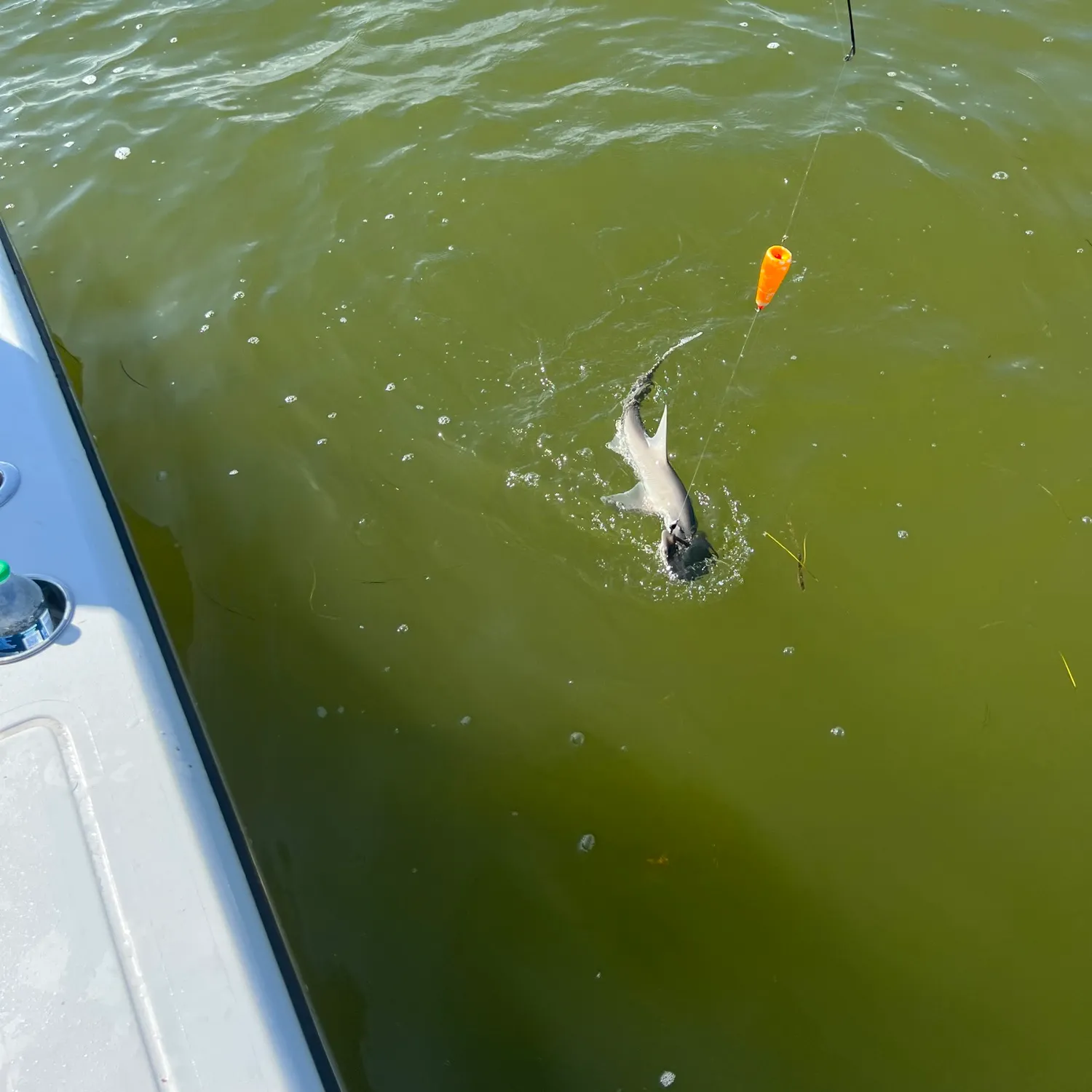 The most recent Scalloped hammerhead shark catches on Fishbrain