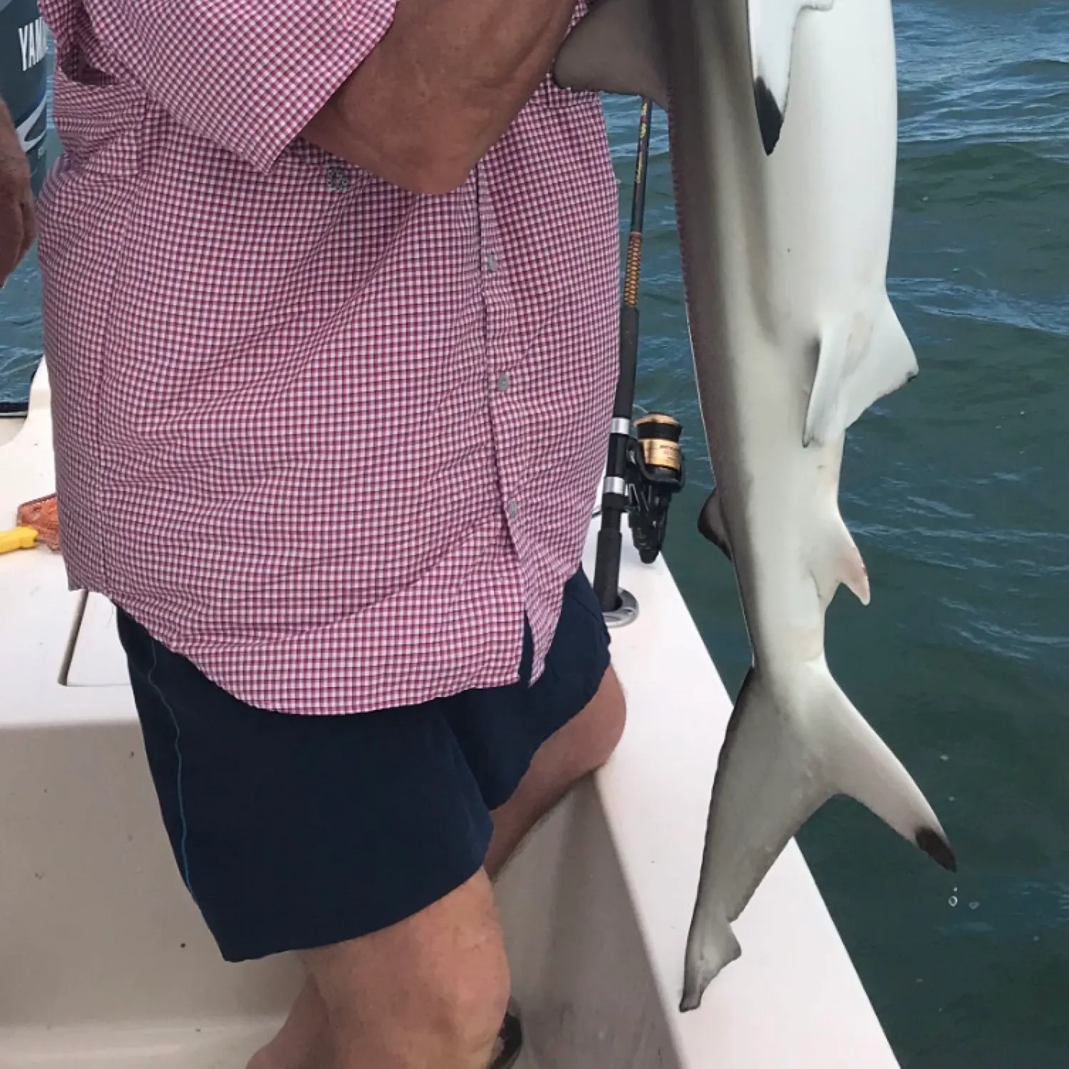 Blacktip shark caught on Fishbrain