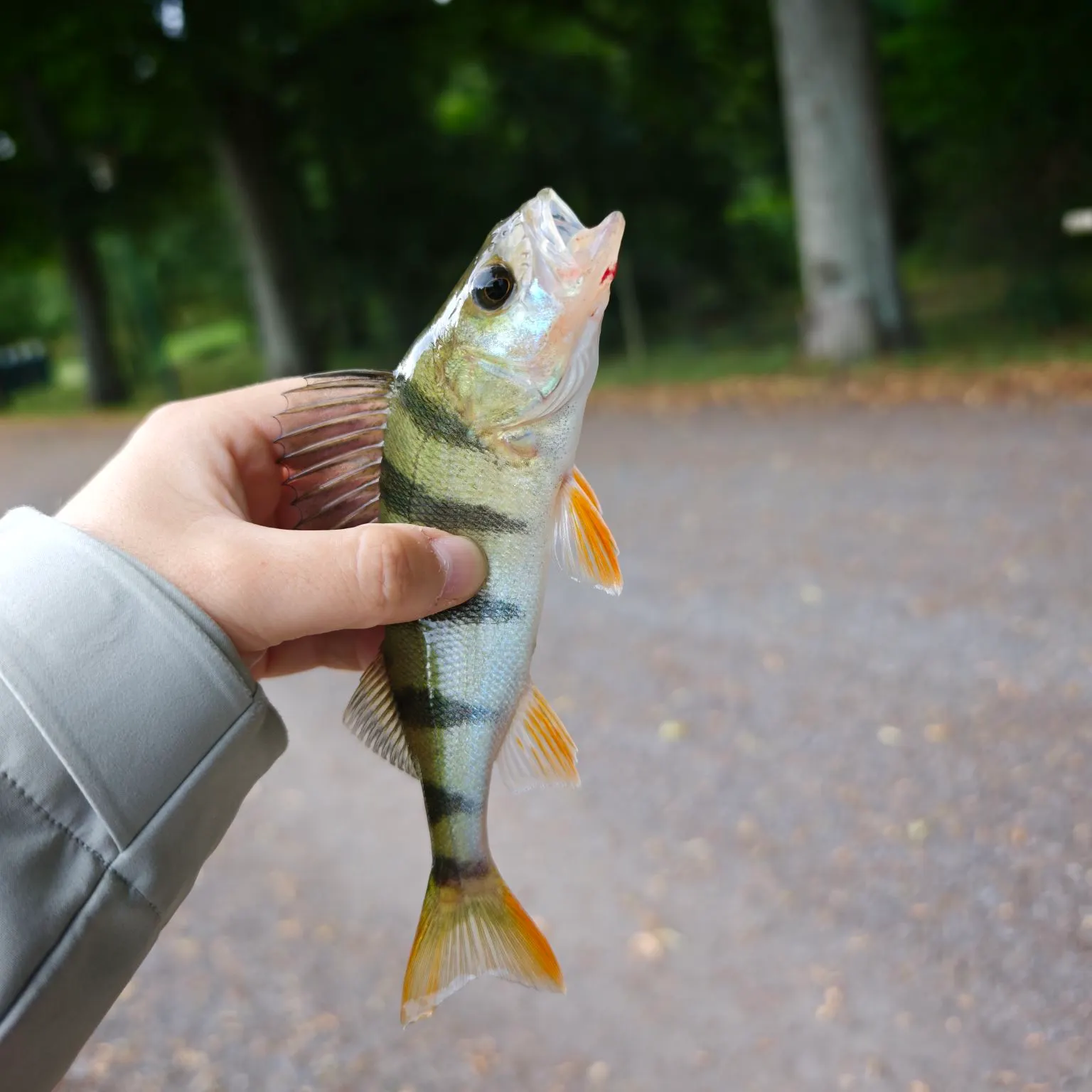 European perch caught on Fishbrain