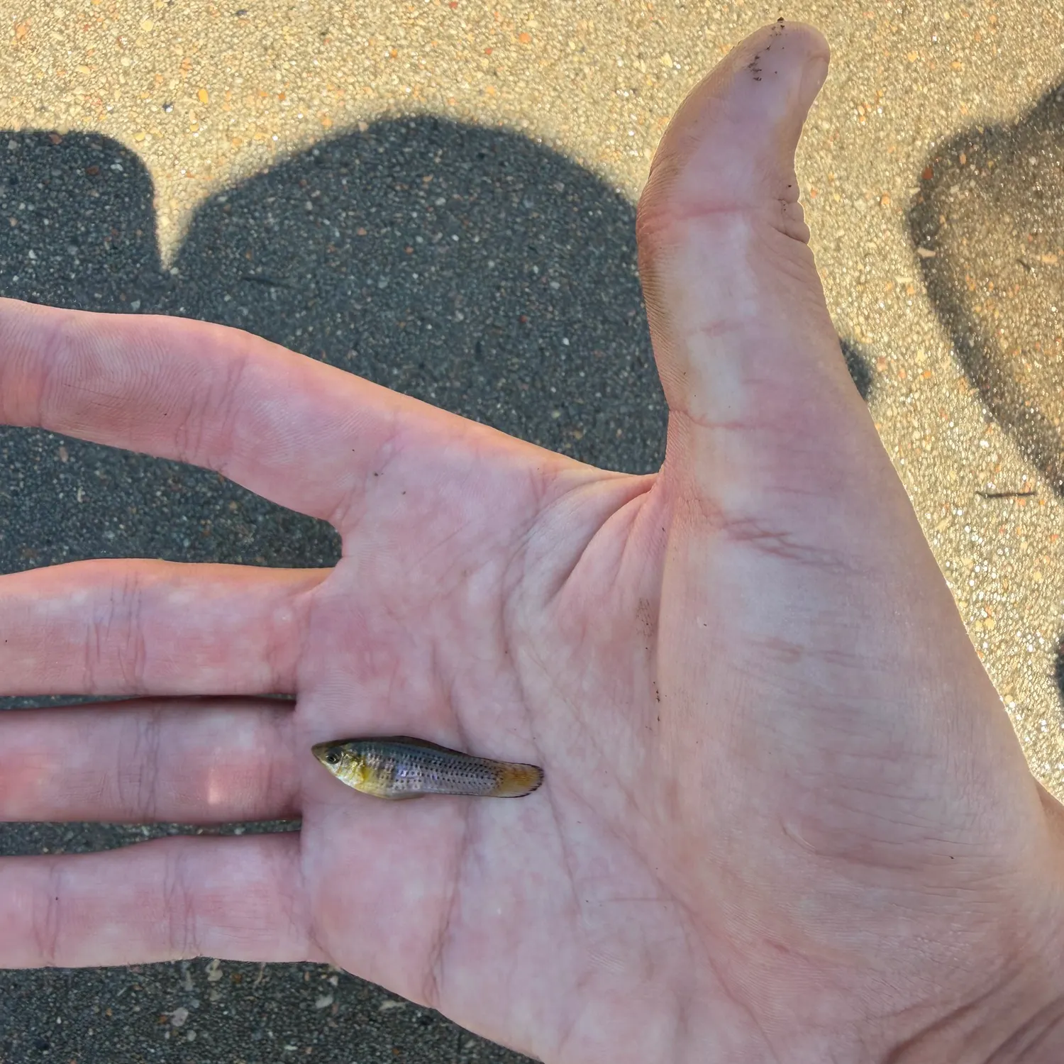 The most recent Shortfin molly catches on Fishbrain