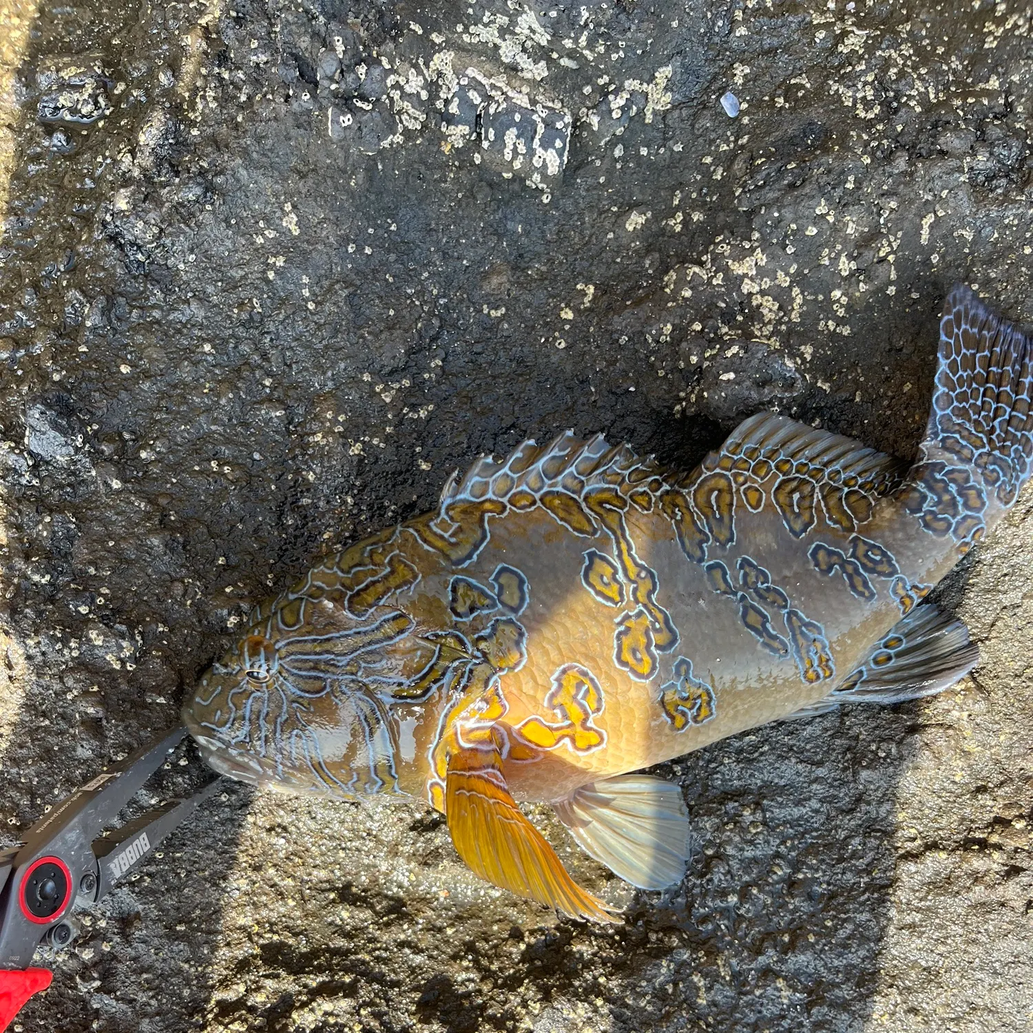 The most recent Spotted grouper catches on Fishbrain