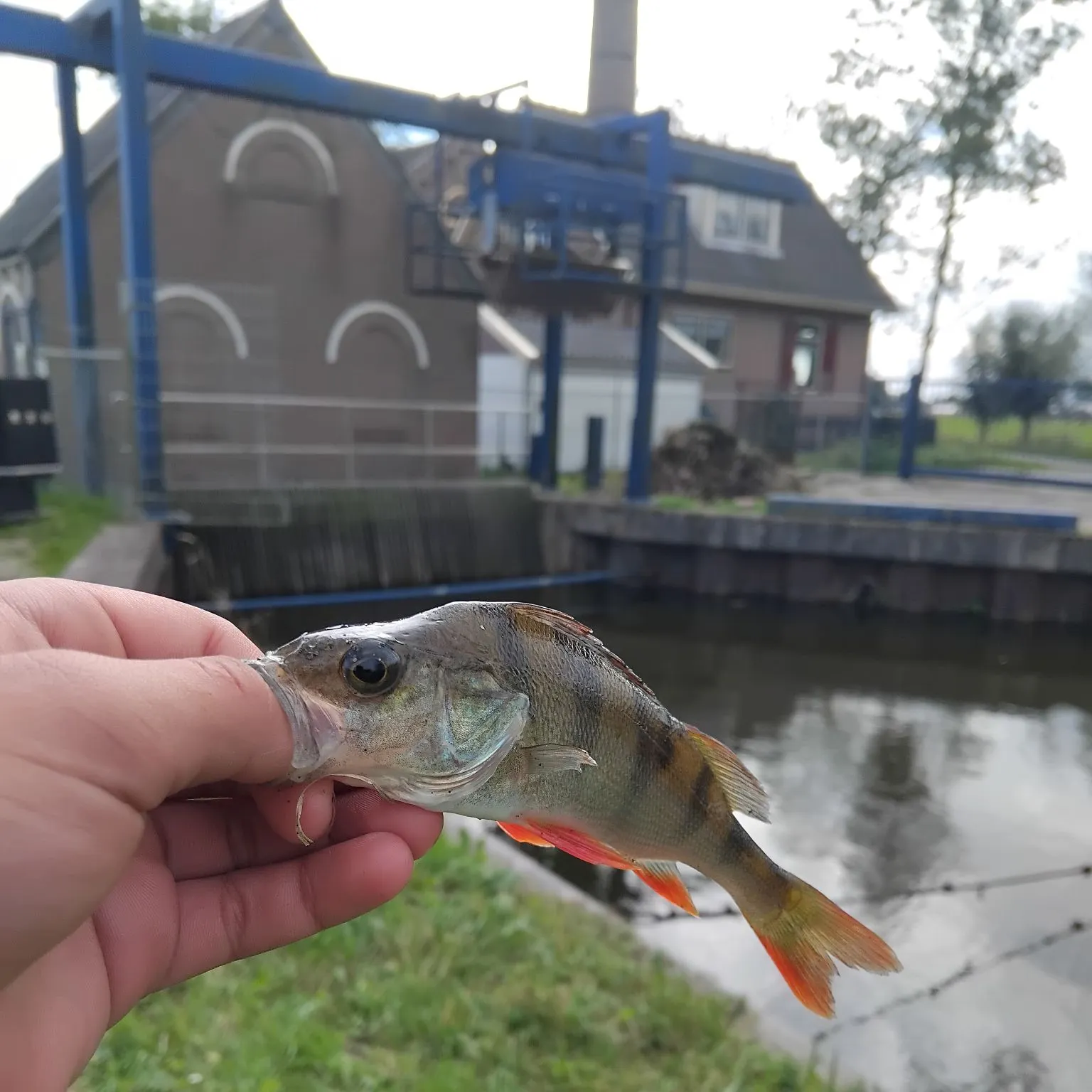 European perch caught on Fishbrain