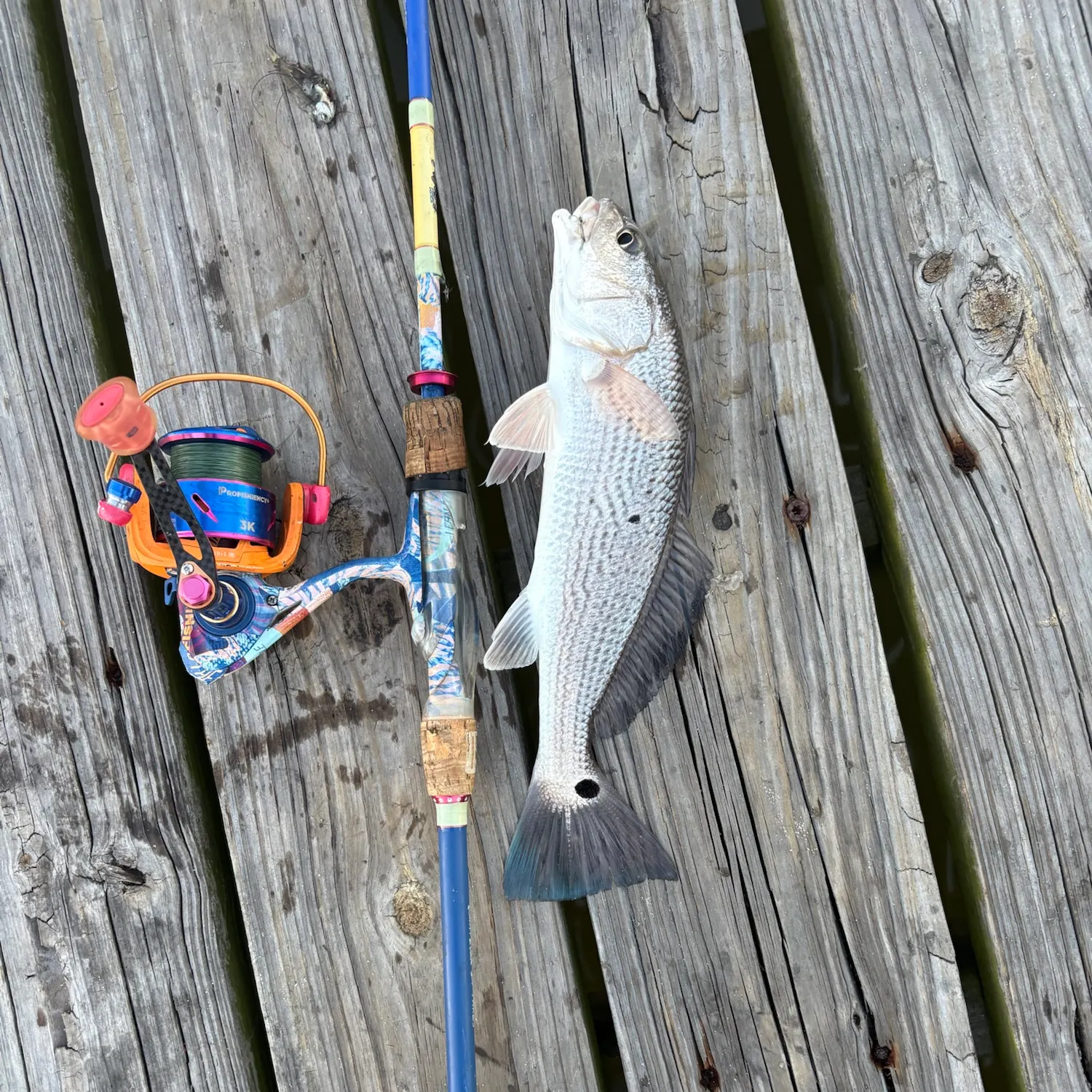Red drum caught on Fishbrain