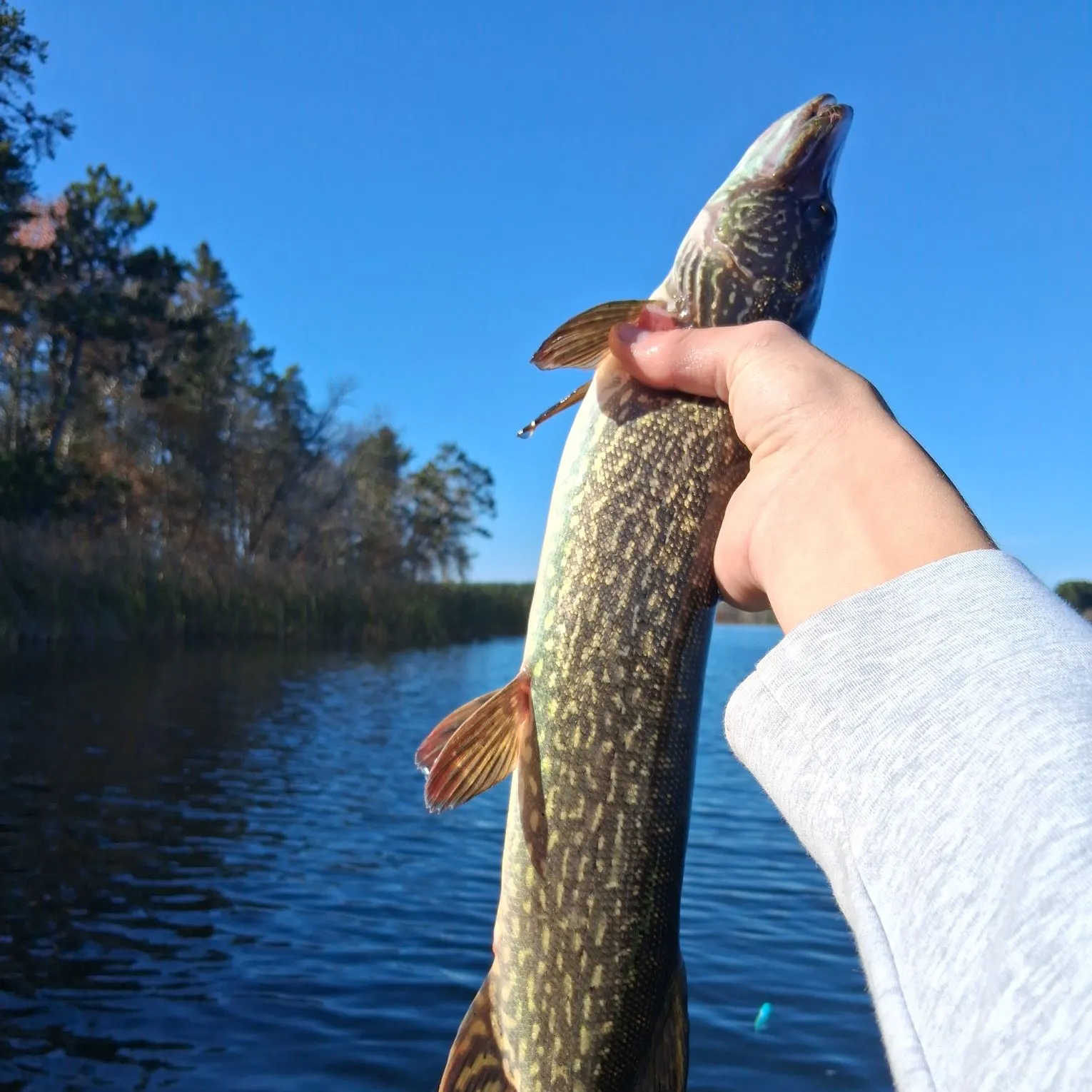 Northern pike caught on Fishbrain