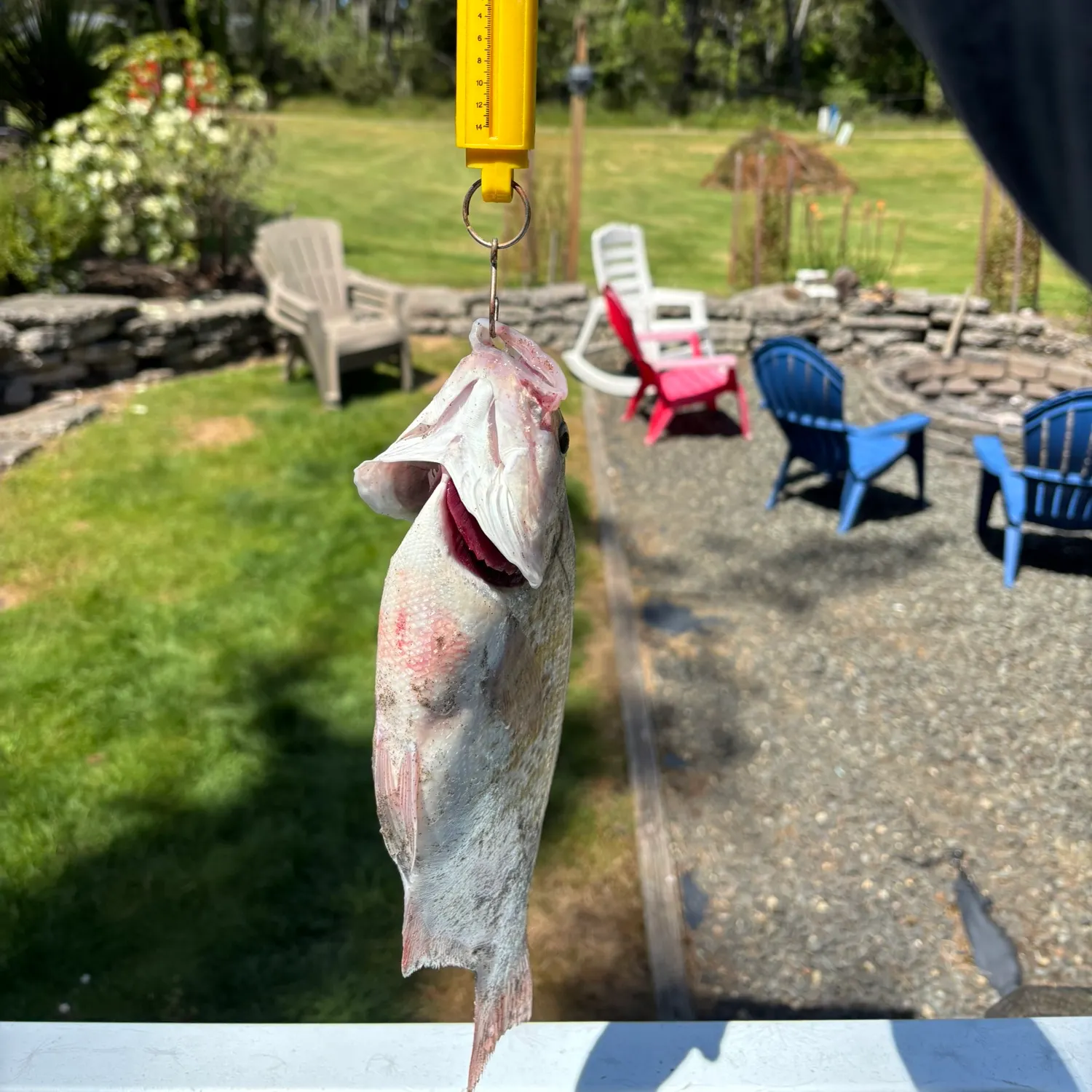 The most recent Redtail surfperch catches on Fishbrain