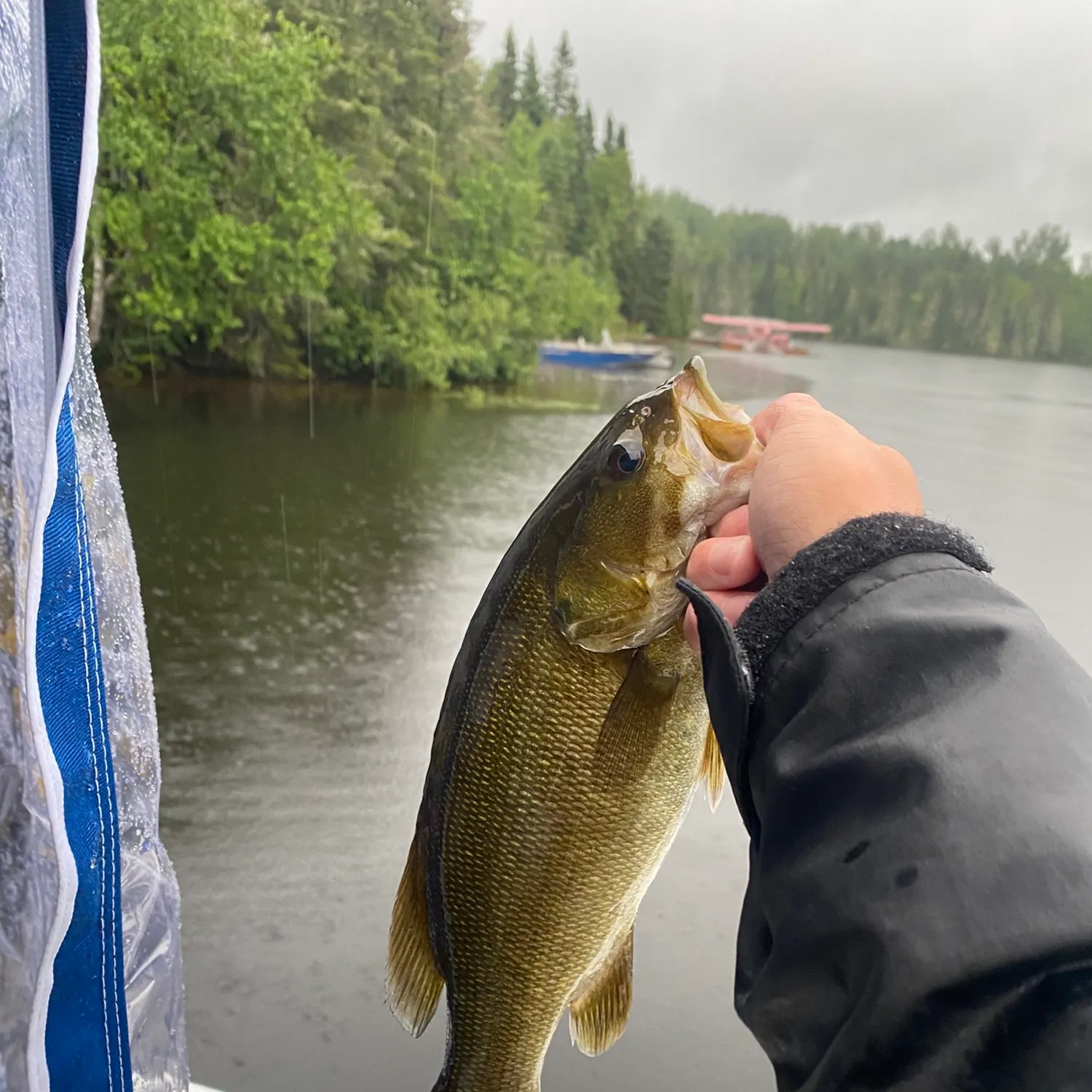 Smallmouth bass caught on Fishbrain