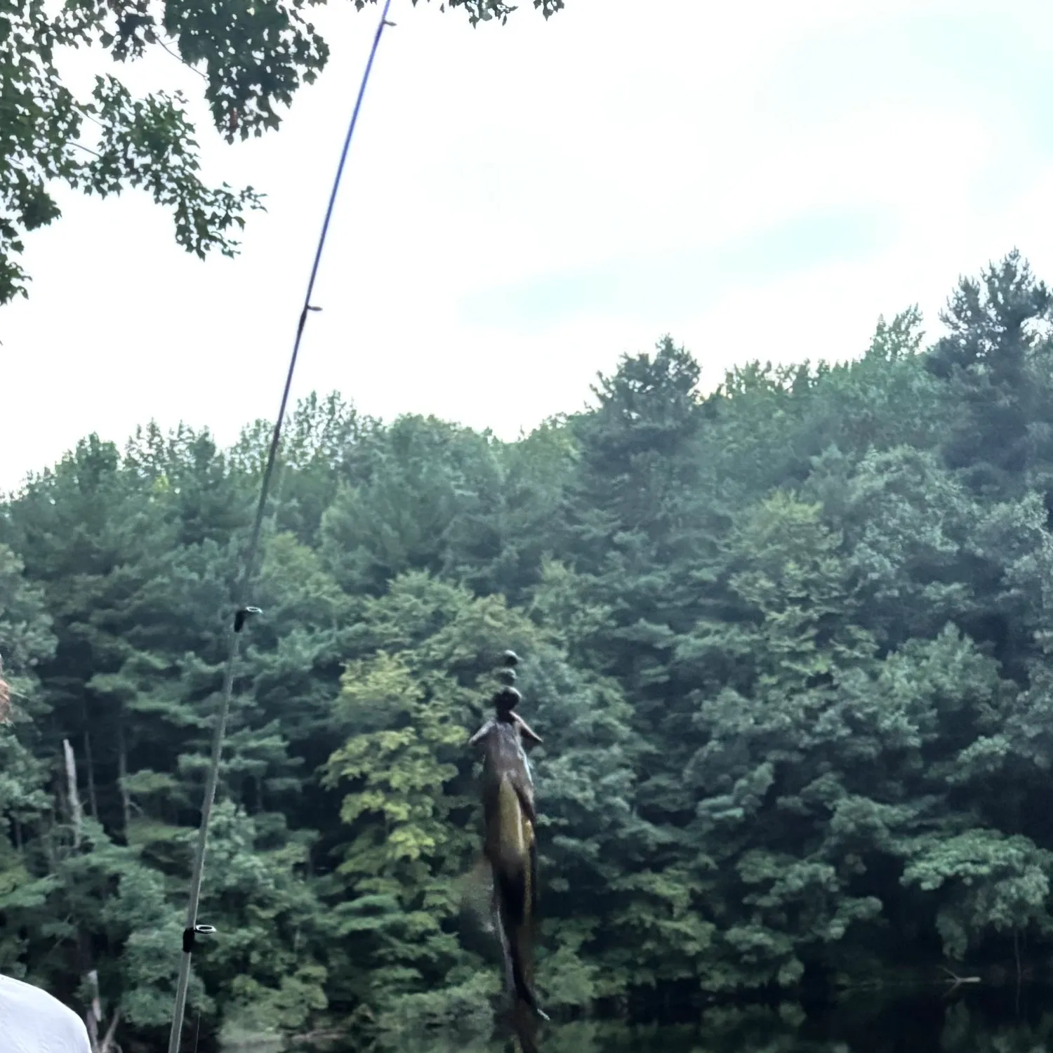 Yellow perch caught on Fishbrain