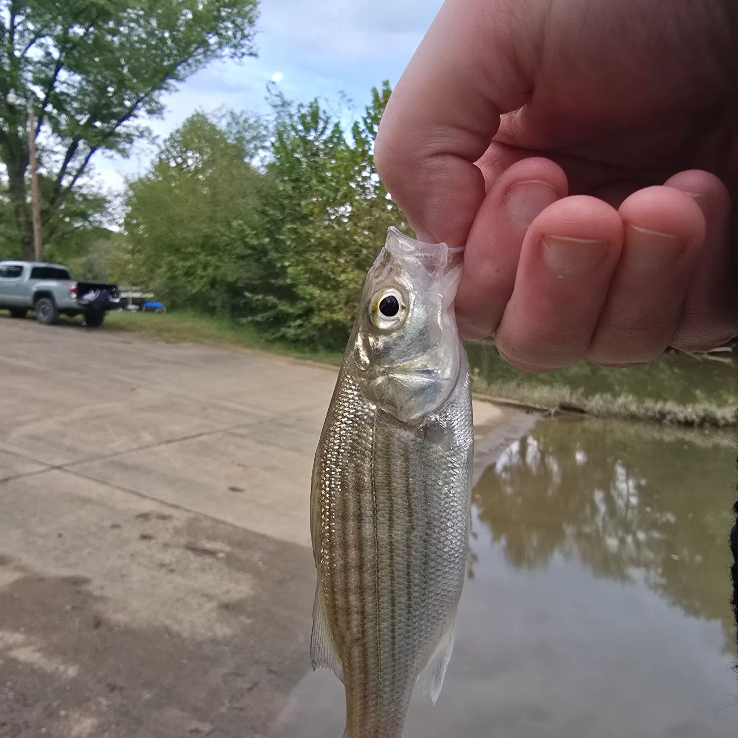 Fish caught on Fishbrain