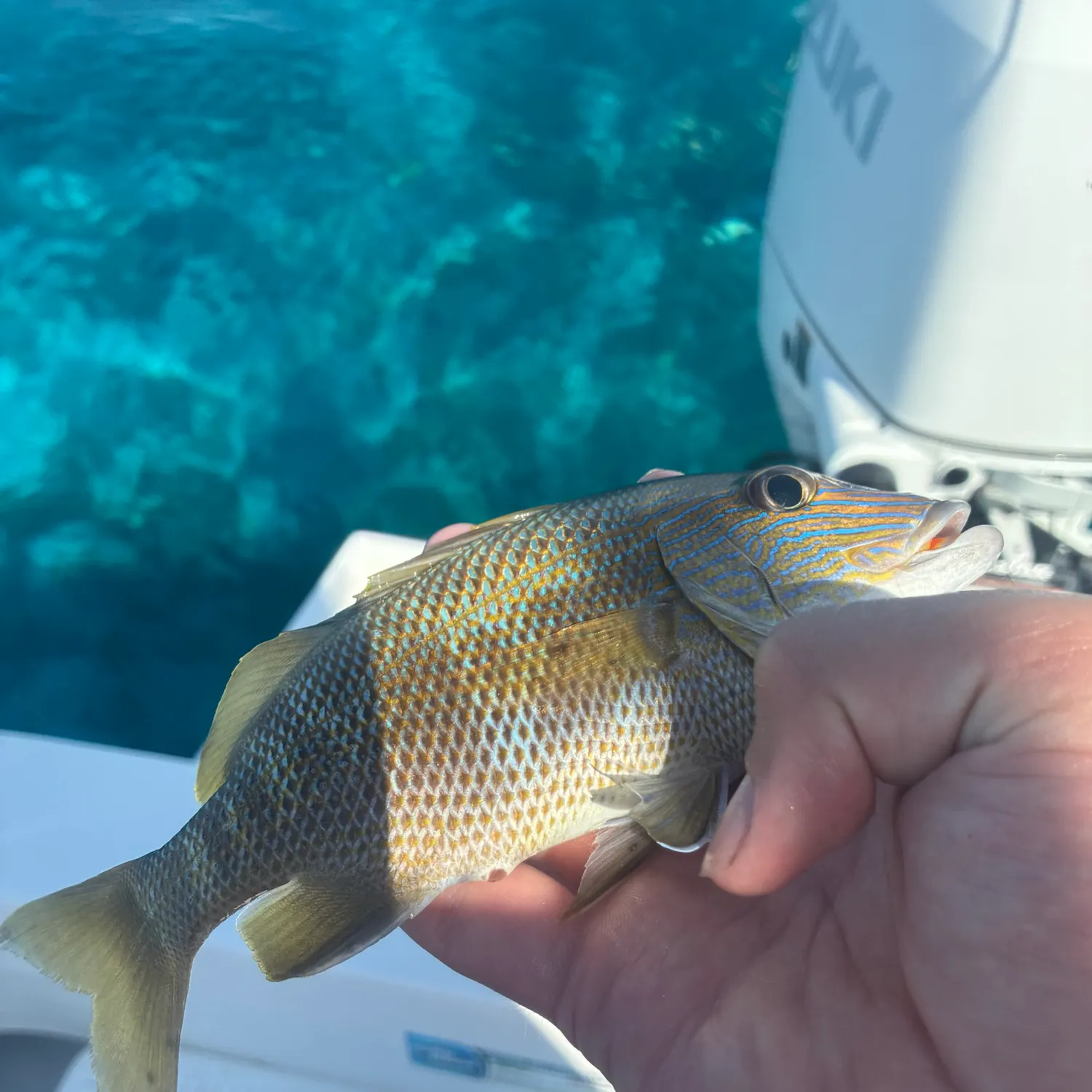 White grunt caught on Fishbrain