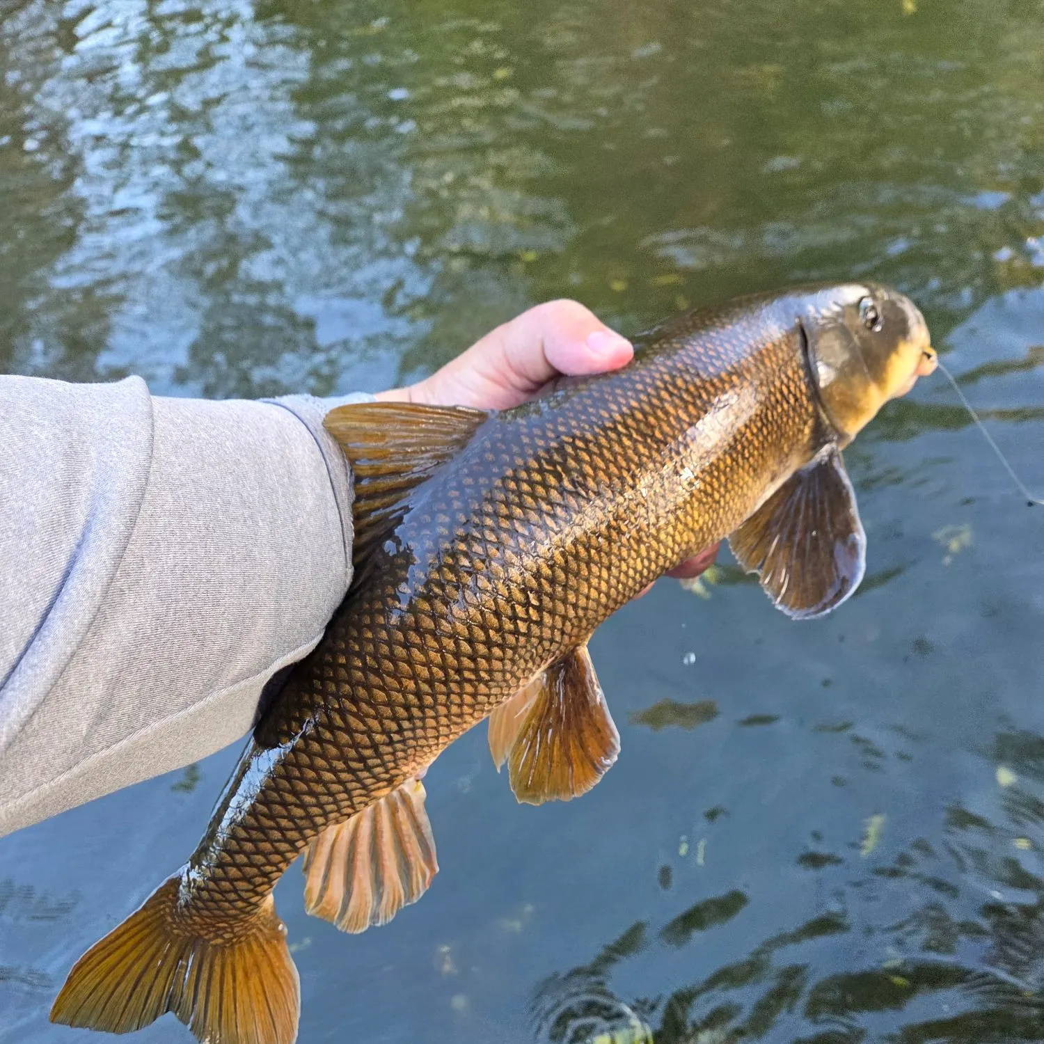 Utah sucker caught on Fishbrain