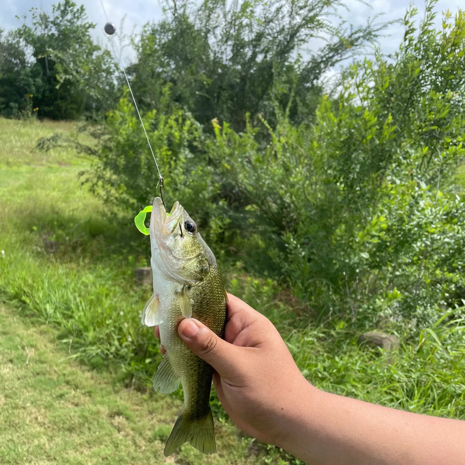 The most recent Fat snook catches on Fishbrain