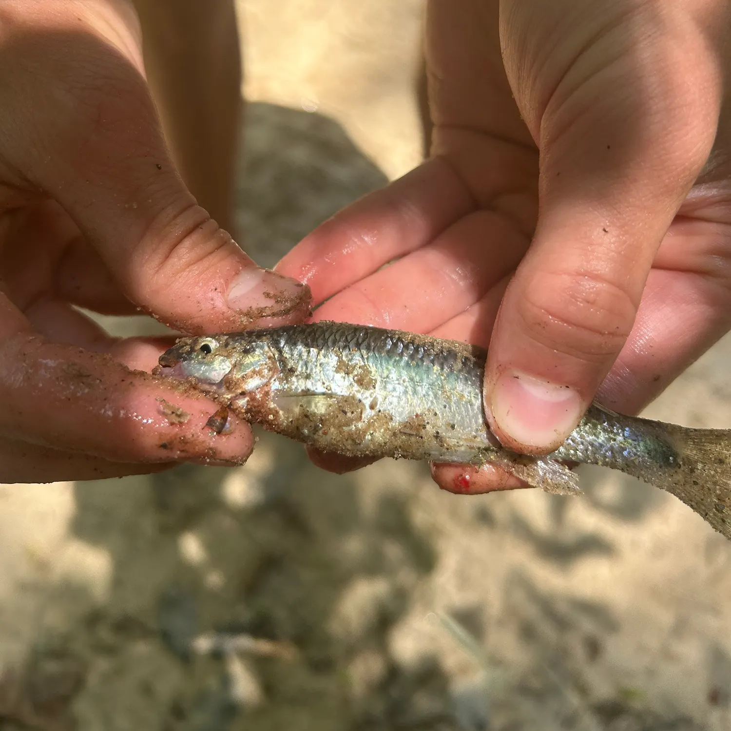 The most recent Blacktail shiner catches on Fishbrain