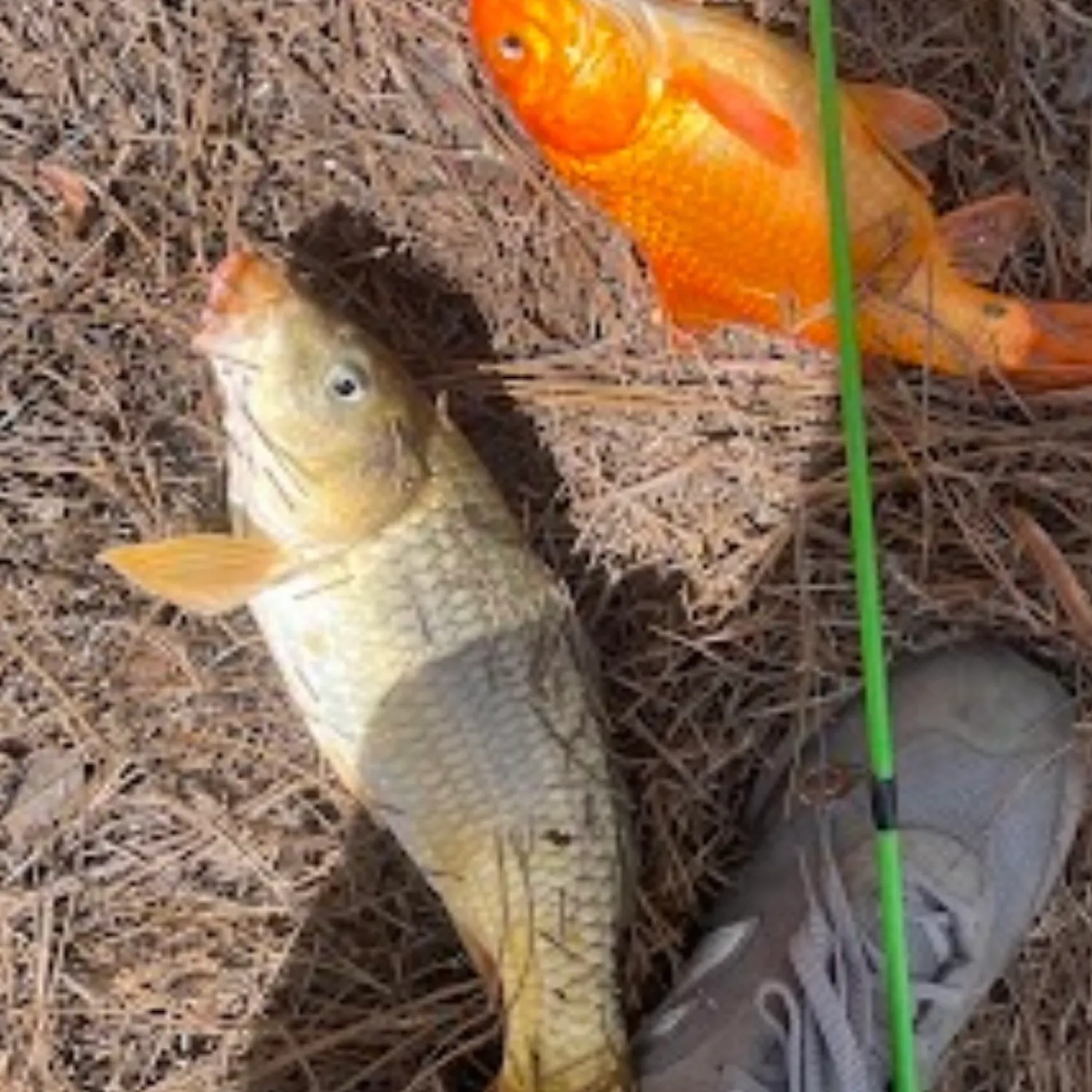 The most recent F1 carp catches on Fishbrain