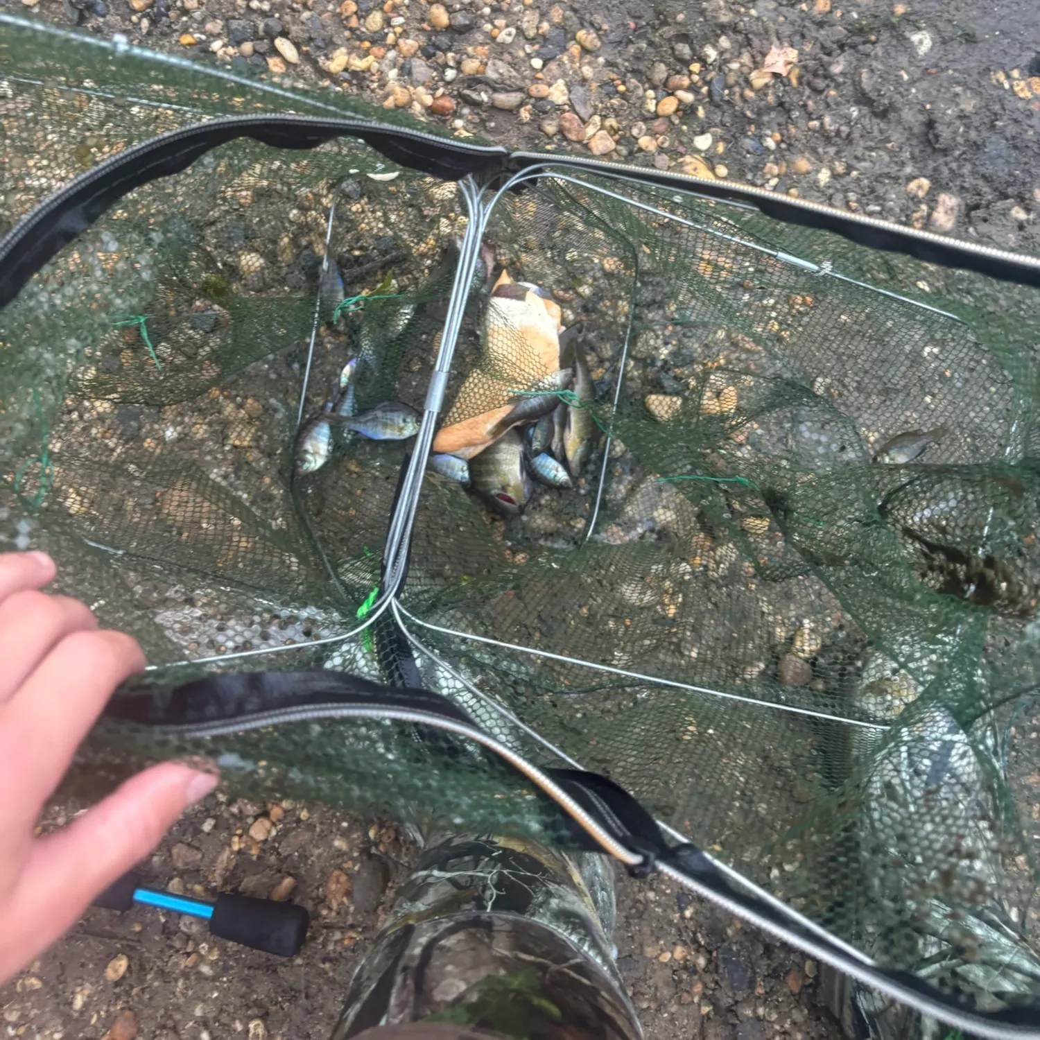 Bluegill caught on Fishbrain