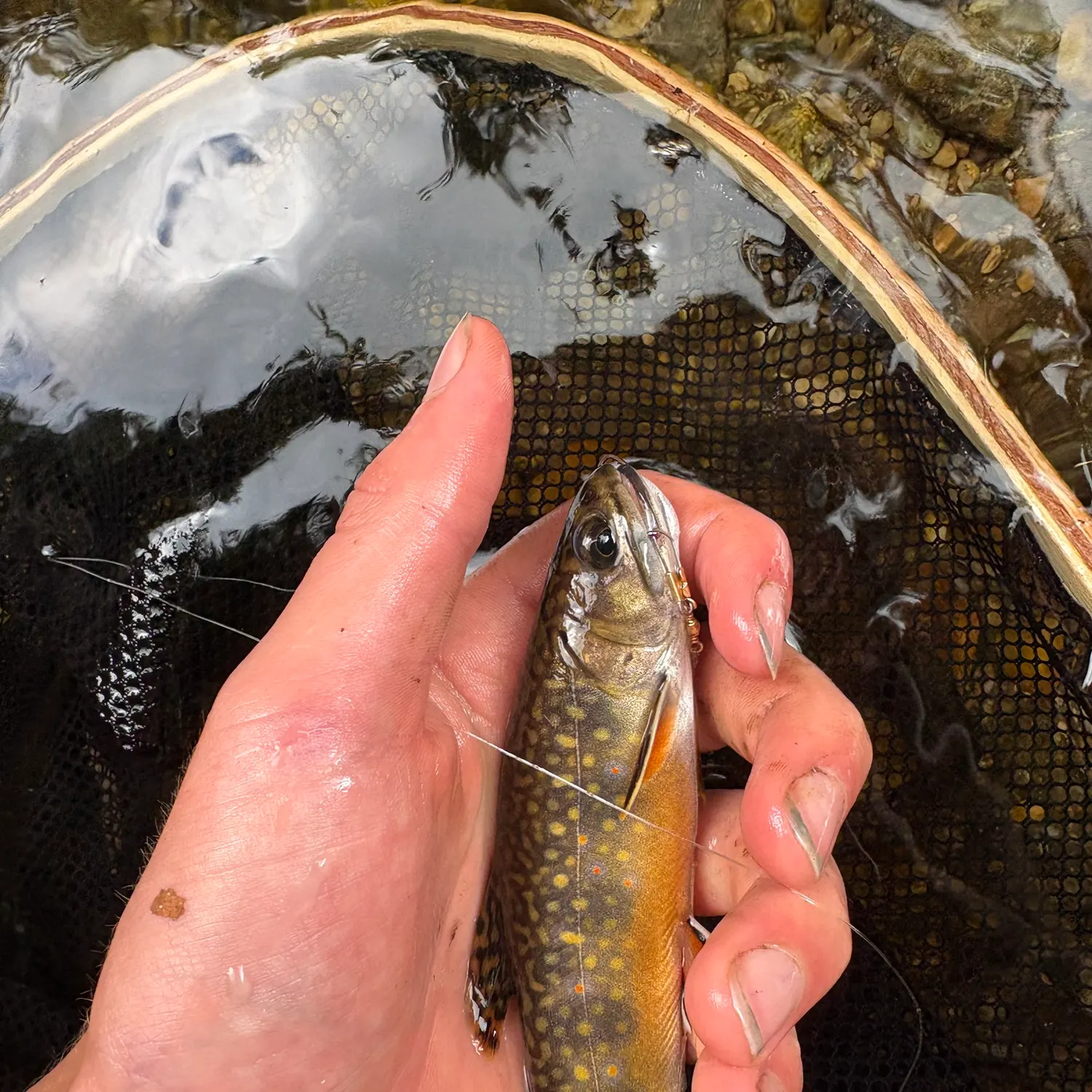 Brook trout caught on Fishbrain