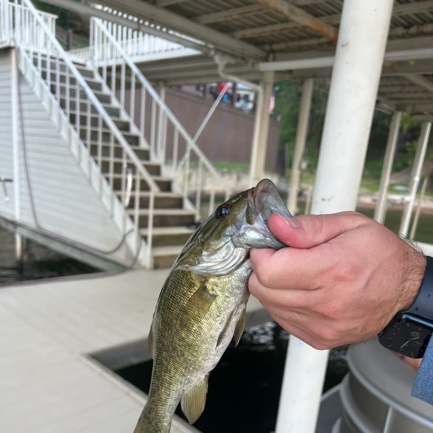 Fish caught on Fishbrain