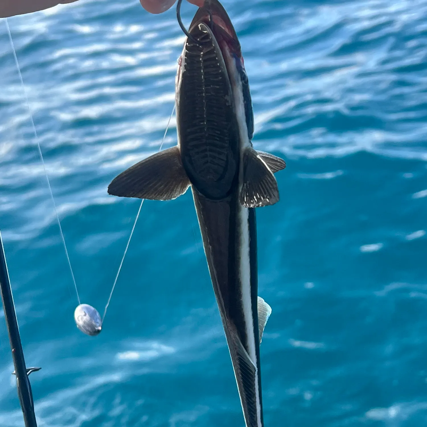 The most recent Common remora catches on Fishbrain