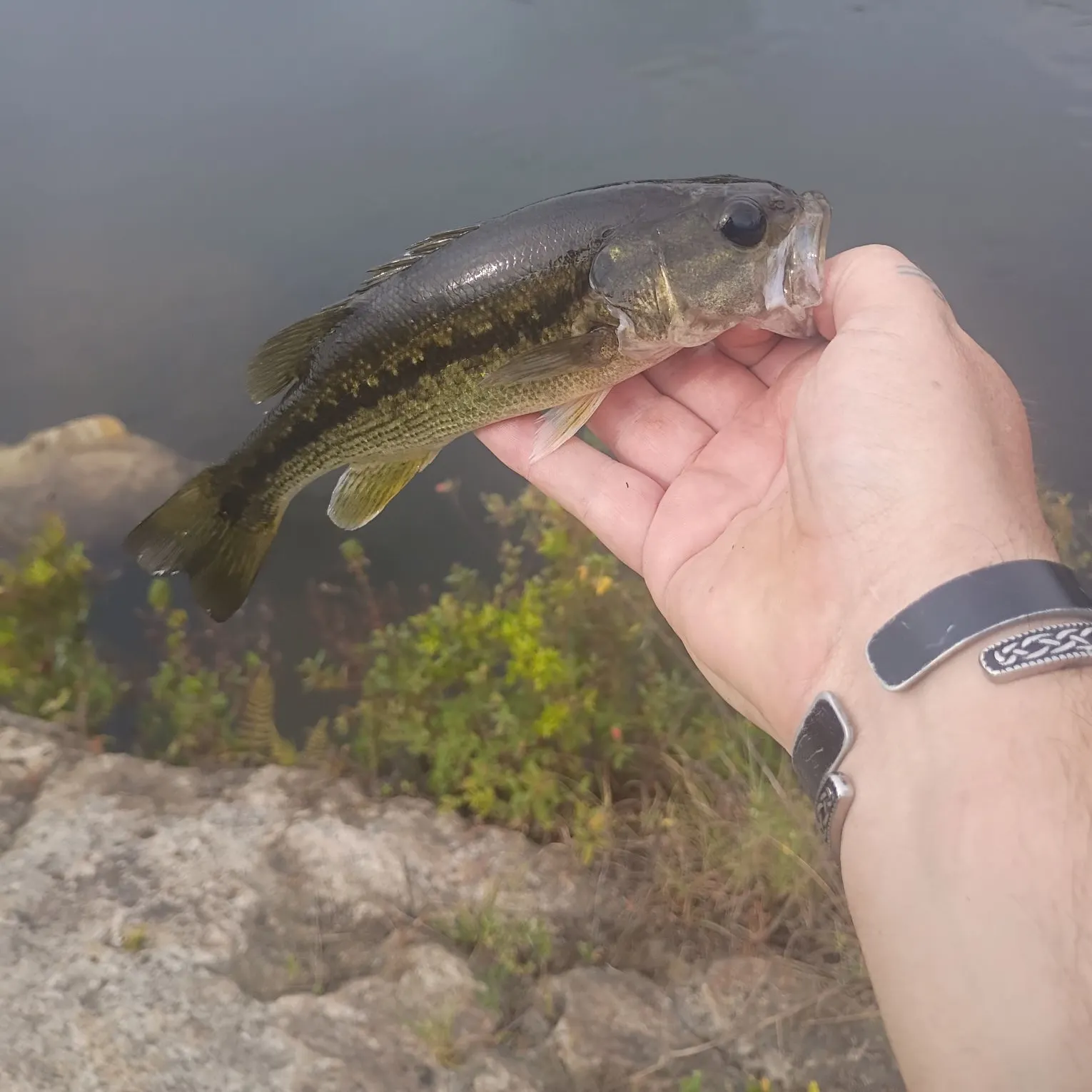Spotted bass caught on Fishbrain