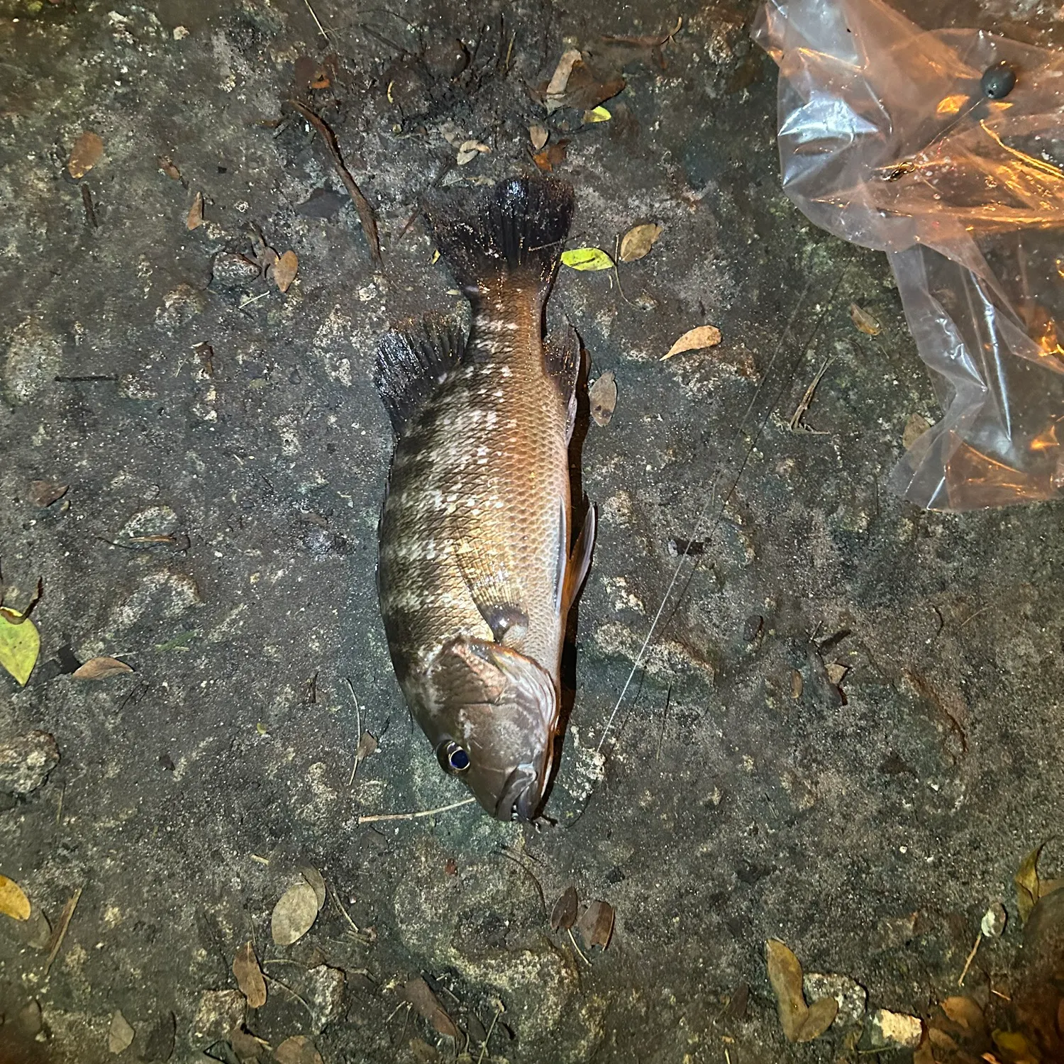 Mangrove snapper caught on Fishbrain