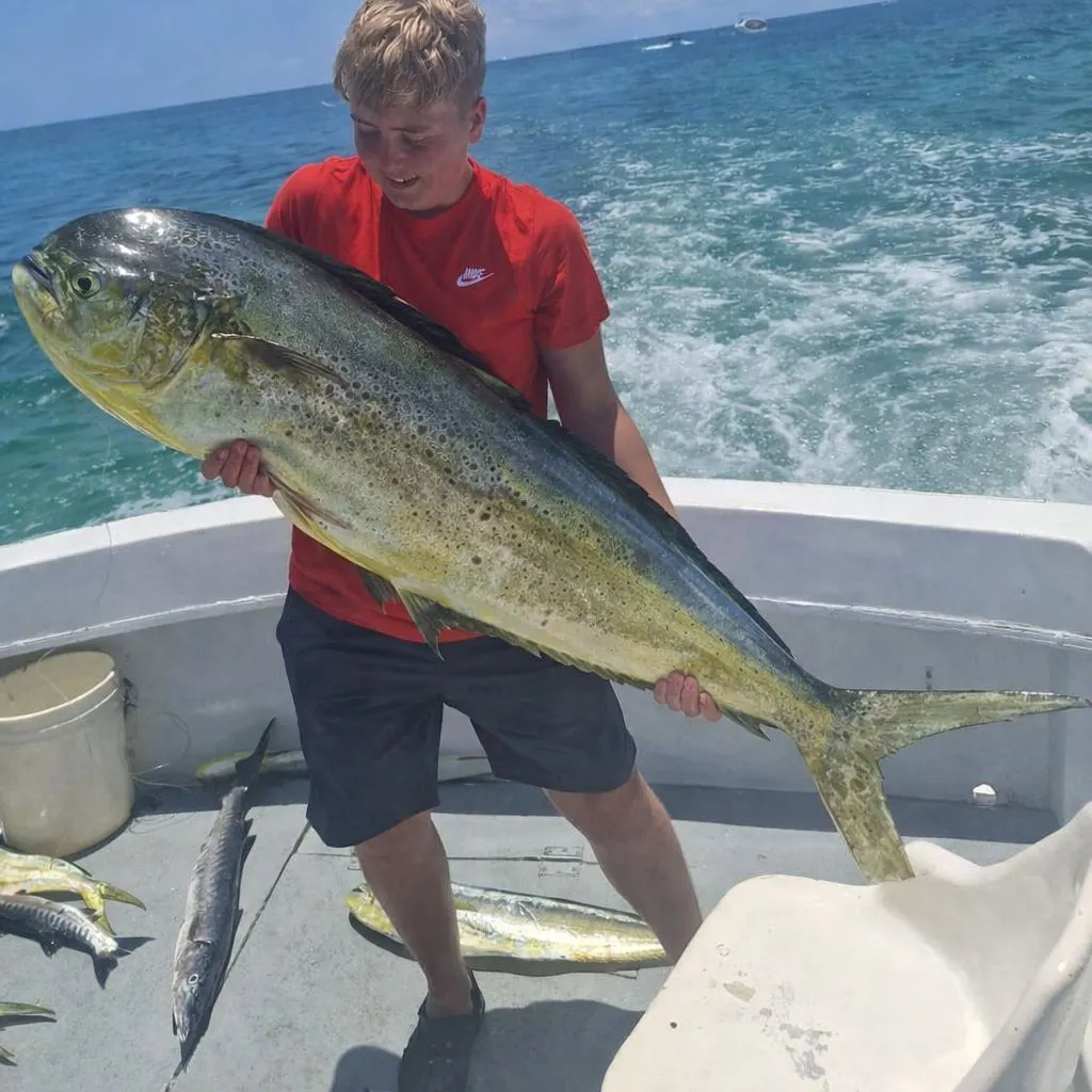 The most recent Common dolphinfish catches on Fishbrain