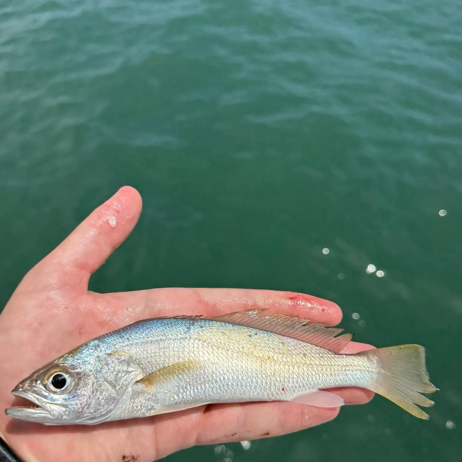 The most recent Silver seatrout catches on Fishbrain