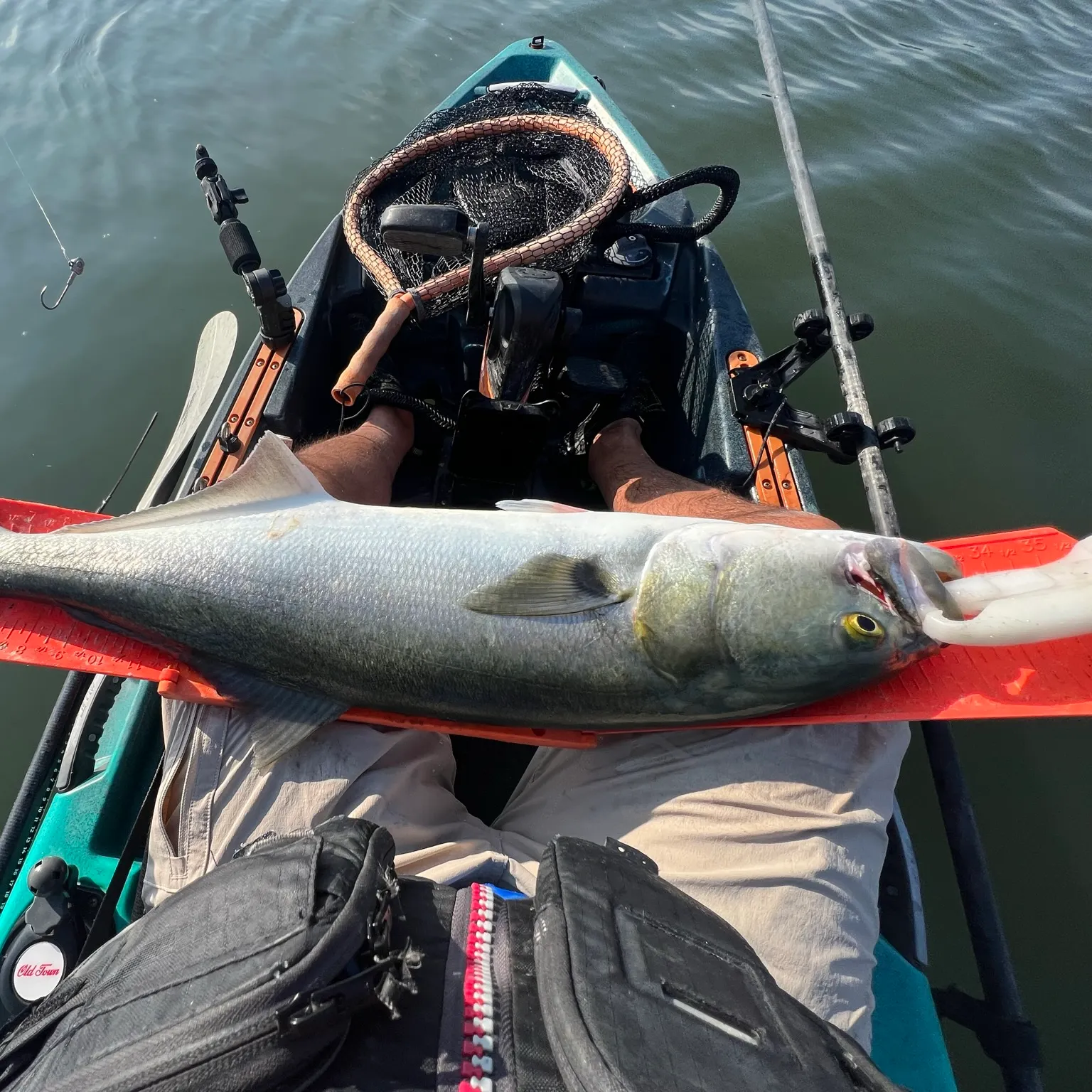The most recent Bluefish catches on Fishbrain