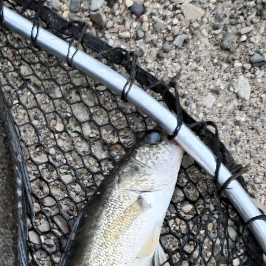 Walleye caught on Fishbrain