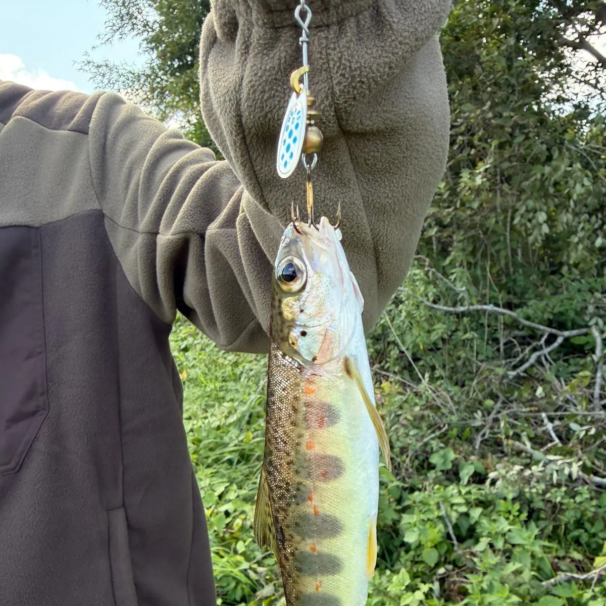 Brown trout caught on Fishbrain