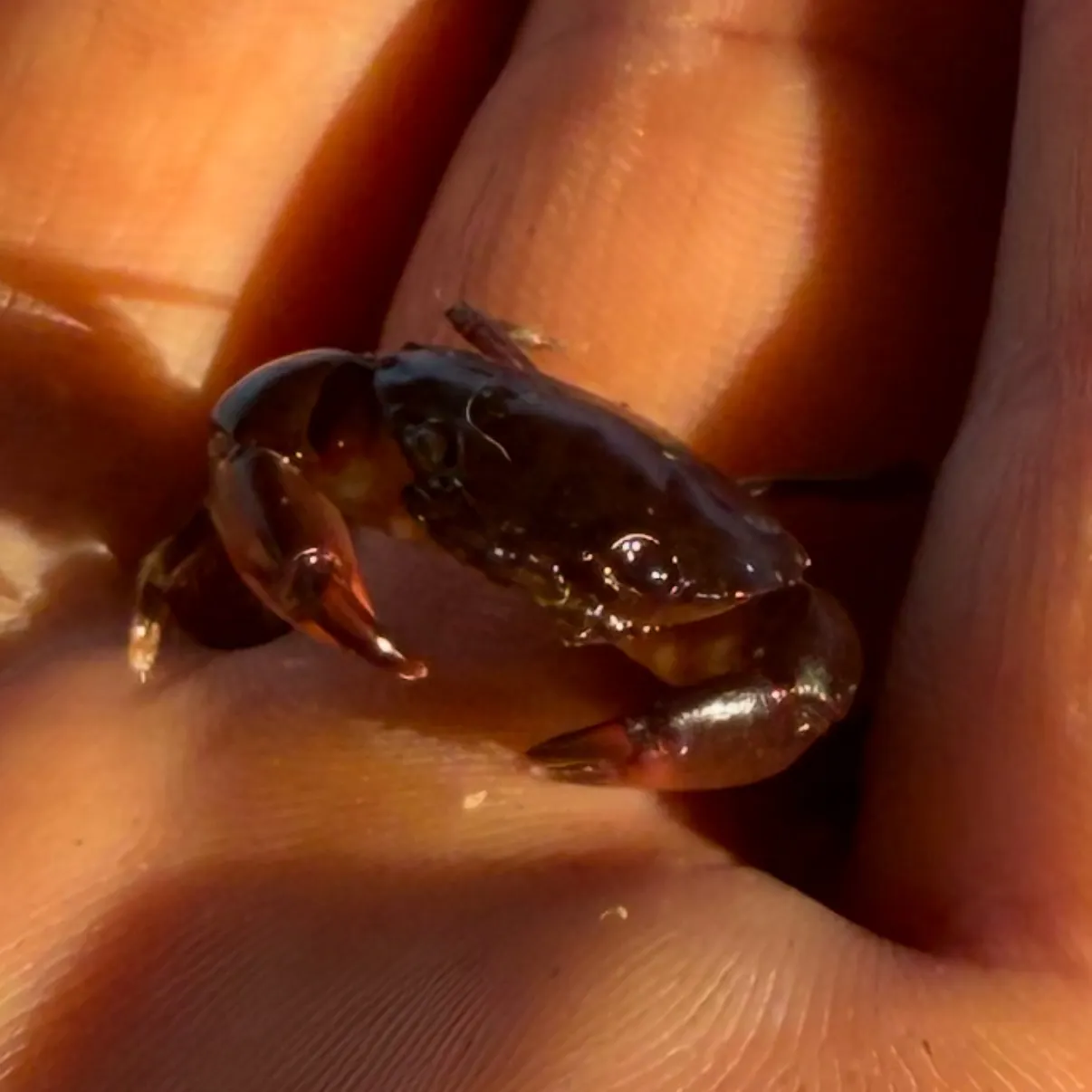 The most recent Florida stone crab catches on Fishbrain