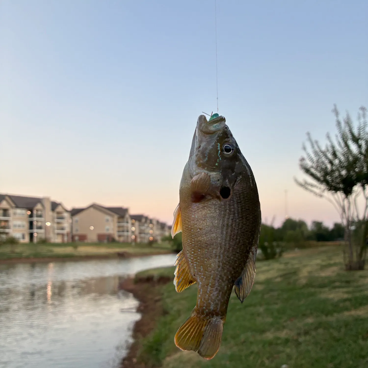 Green sunfish caught on Fishbrain