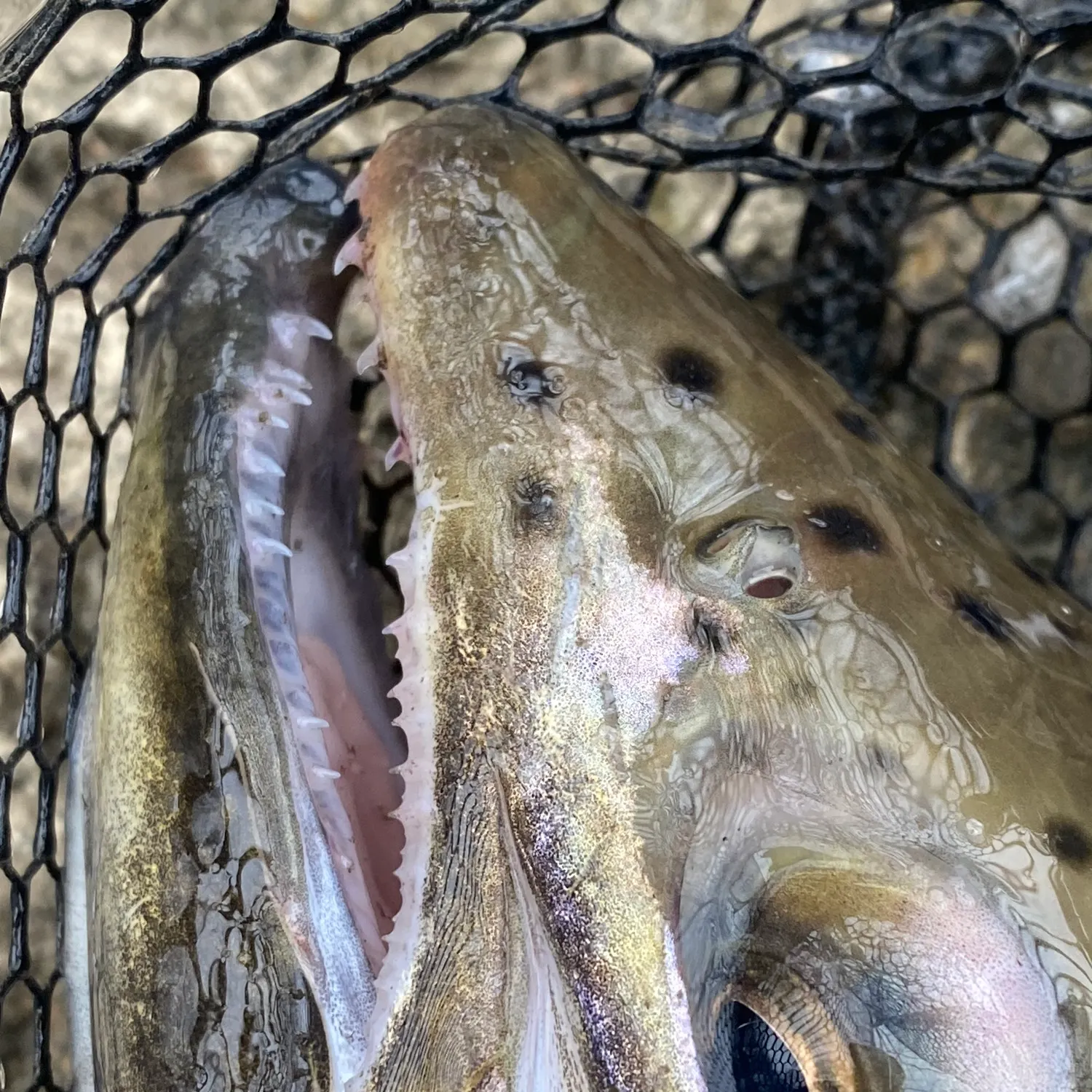 angler catch