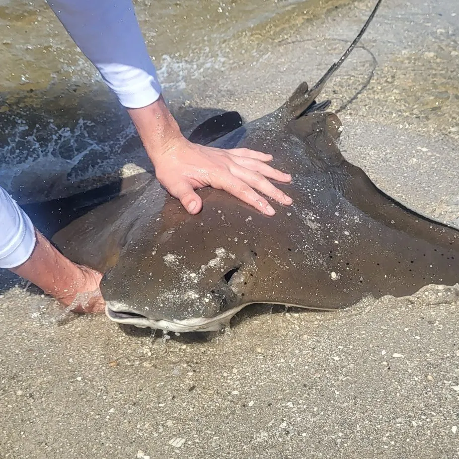 The most recent Cownose Ray catches on Fishbrain